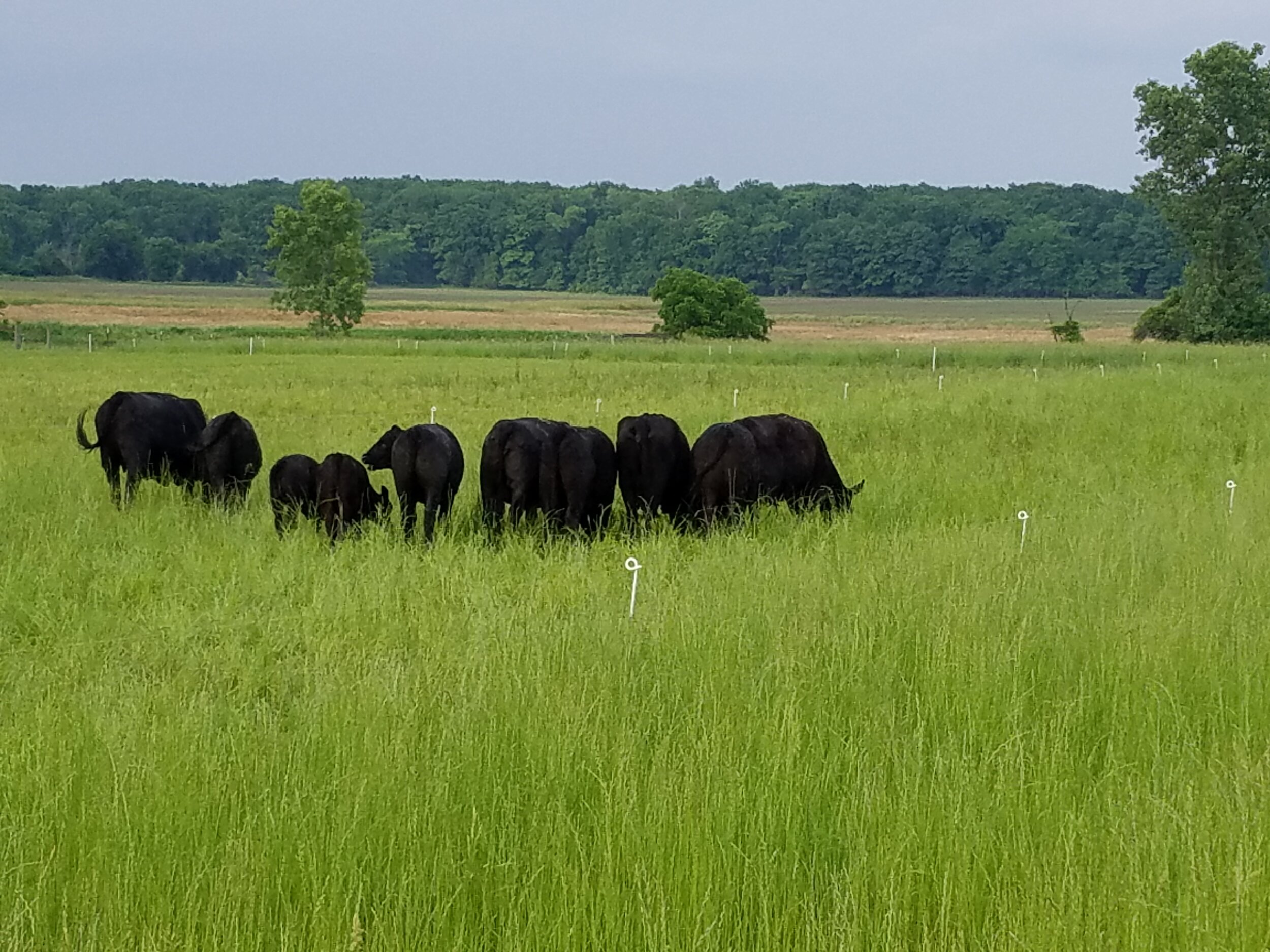 cattle rotational grazing.jpg