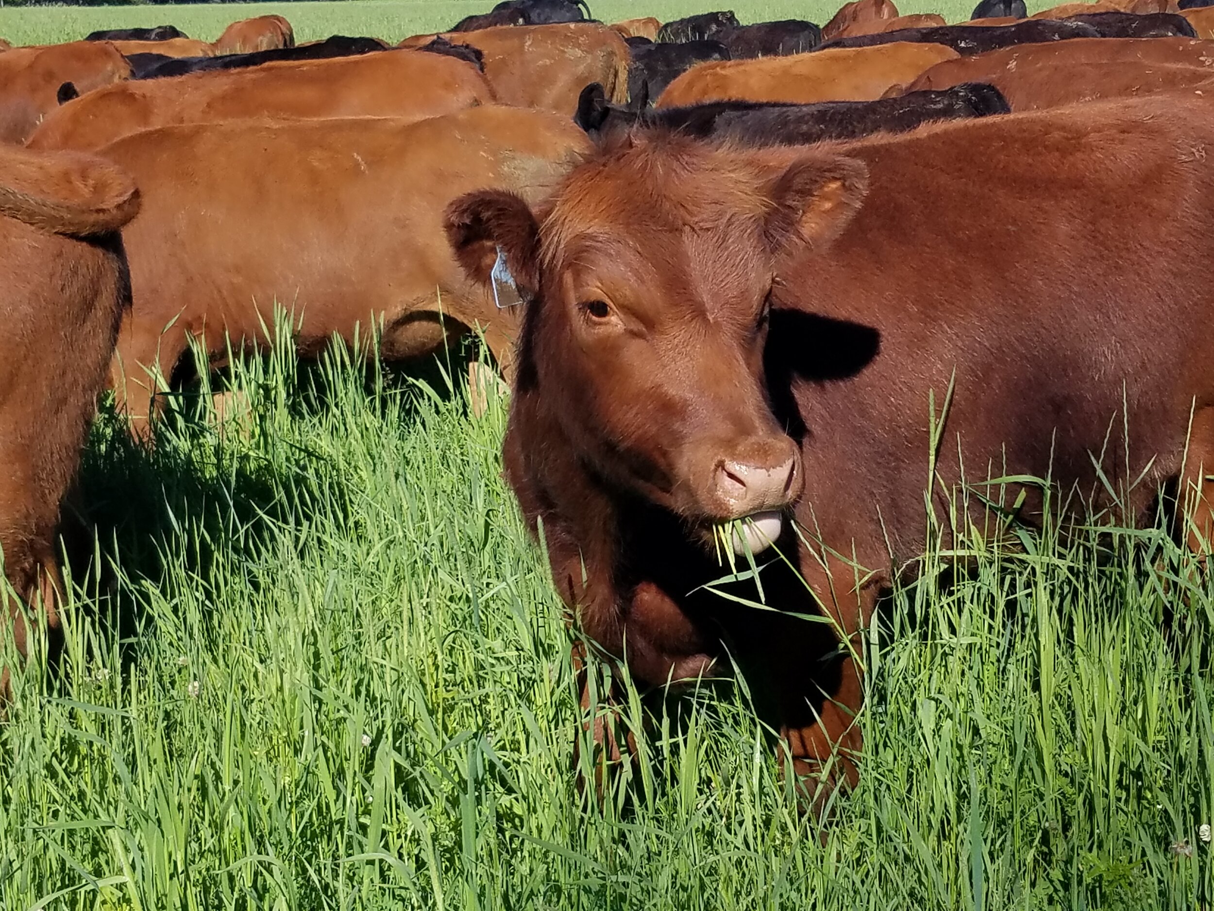 cattle closeup with grass in mouth.jpg