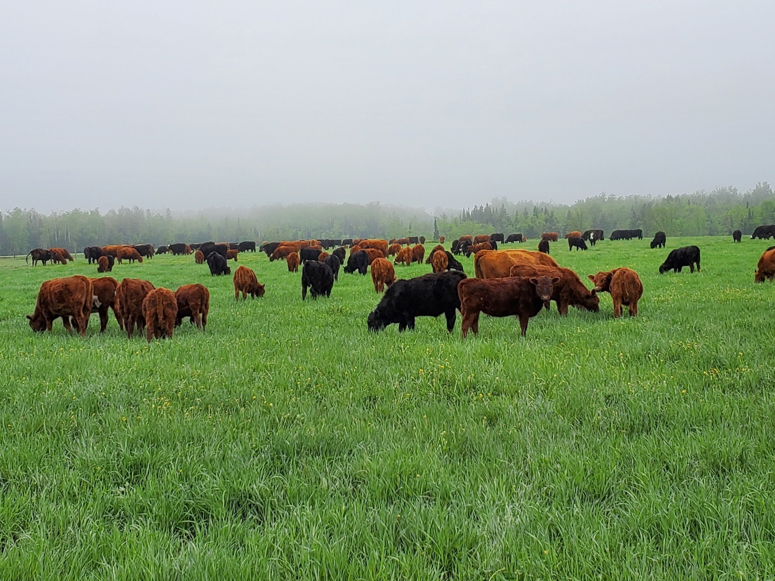 Sweeten Farms - Cattle Grazing May 2020.jpg
