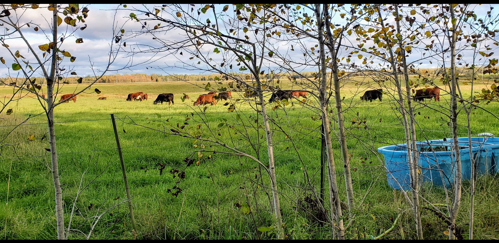 Cattle Grazing a Michigan Pasture.jpg