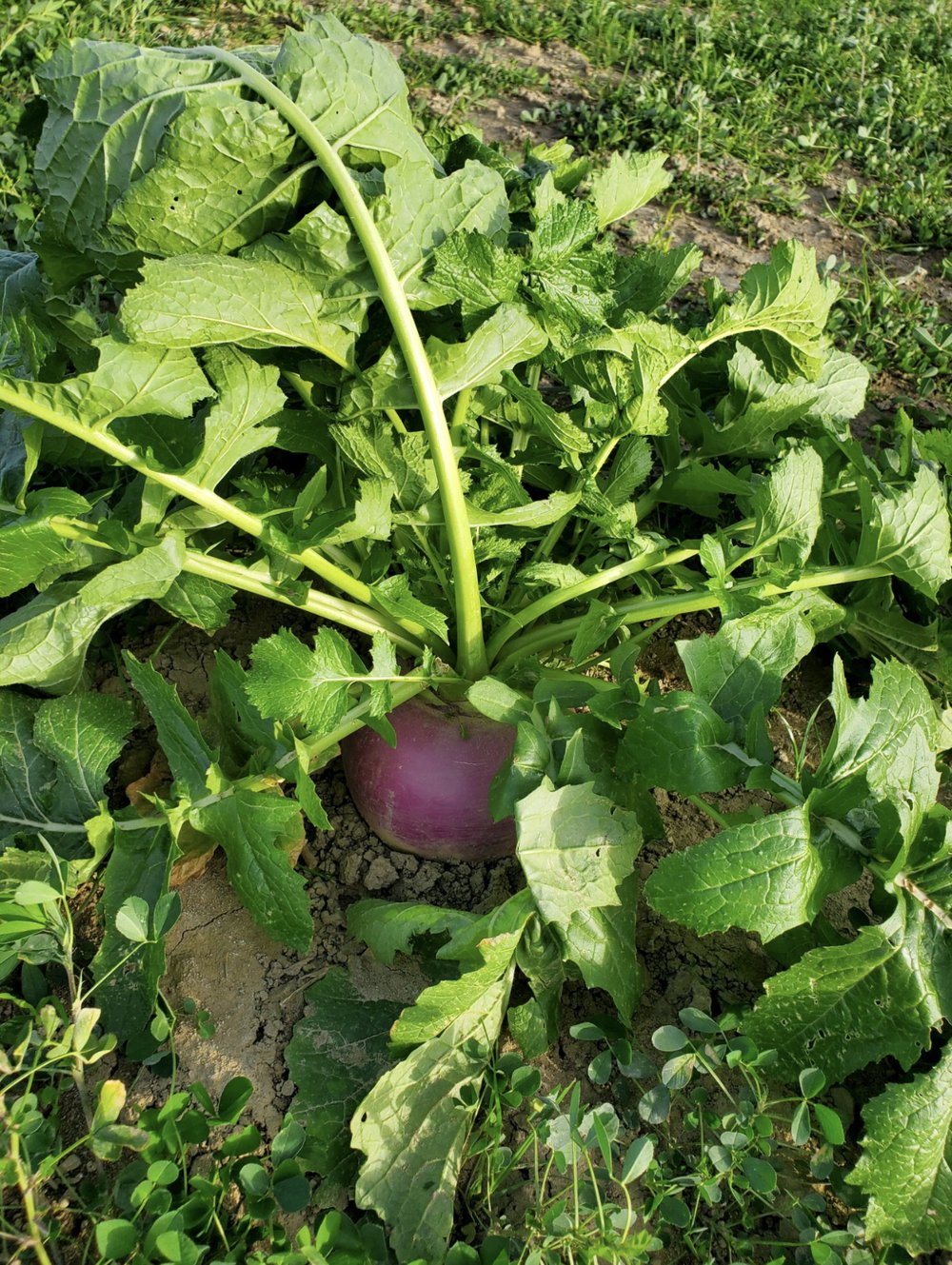  Purple top turnips in November 