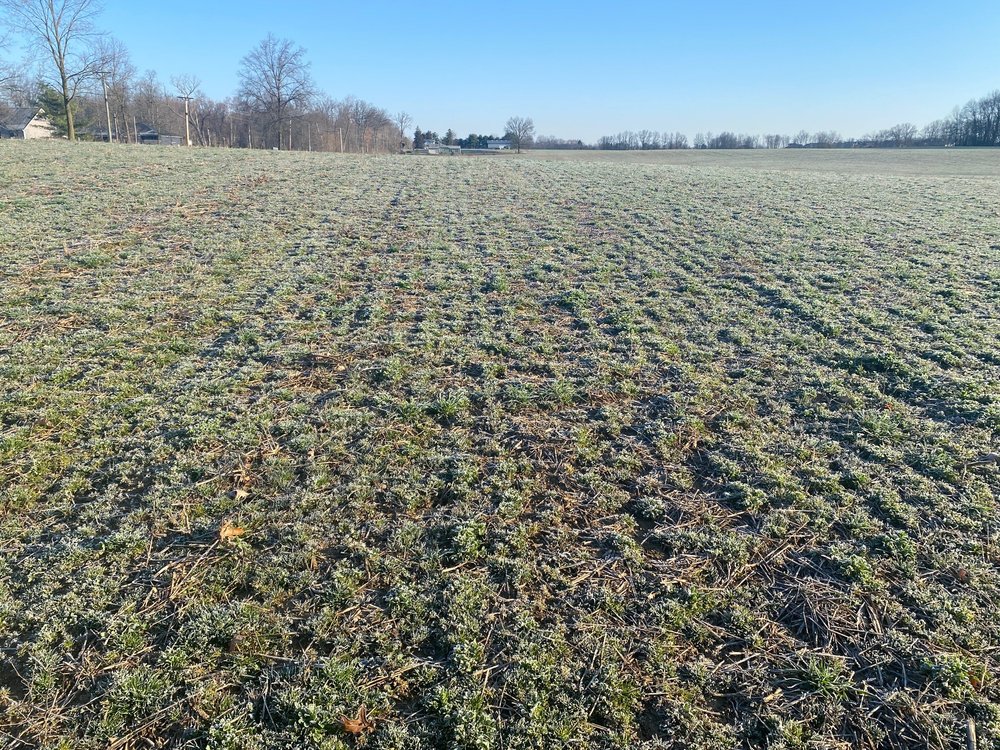 alfalfa - late March evaluation.jpg