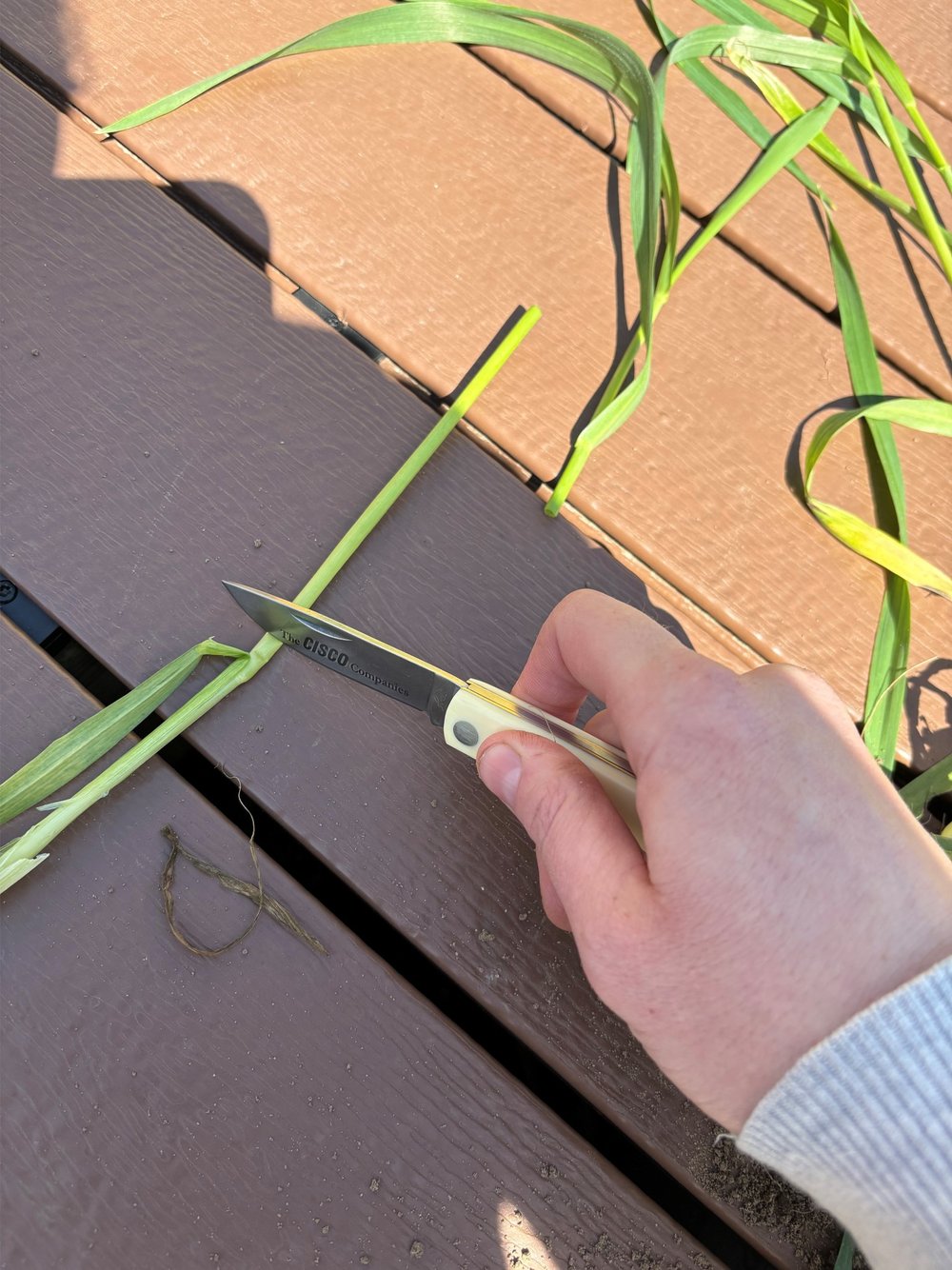  Right below knife is where the top joint or node is.  This is considered the growing point.  The stem is swollen right above this joint.    This stage is important because at this point several  herbicides are off-label. The crop will respond to   a