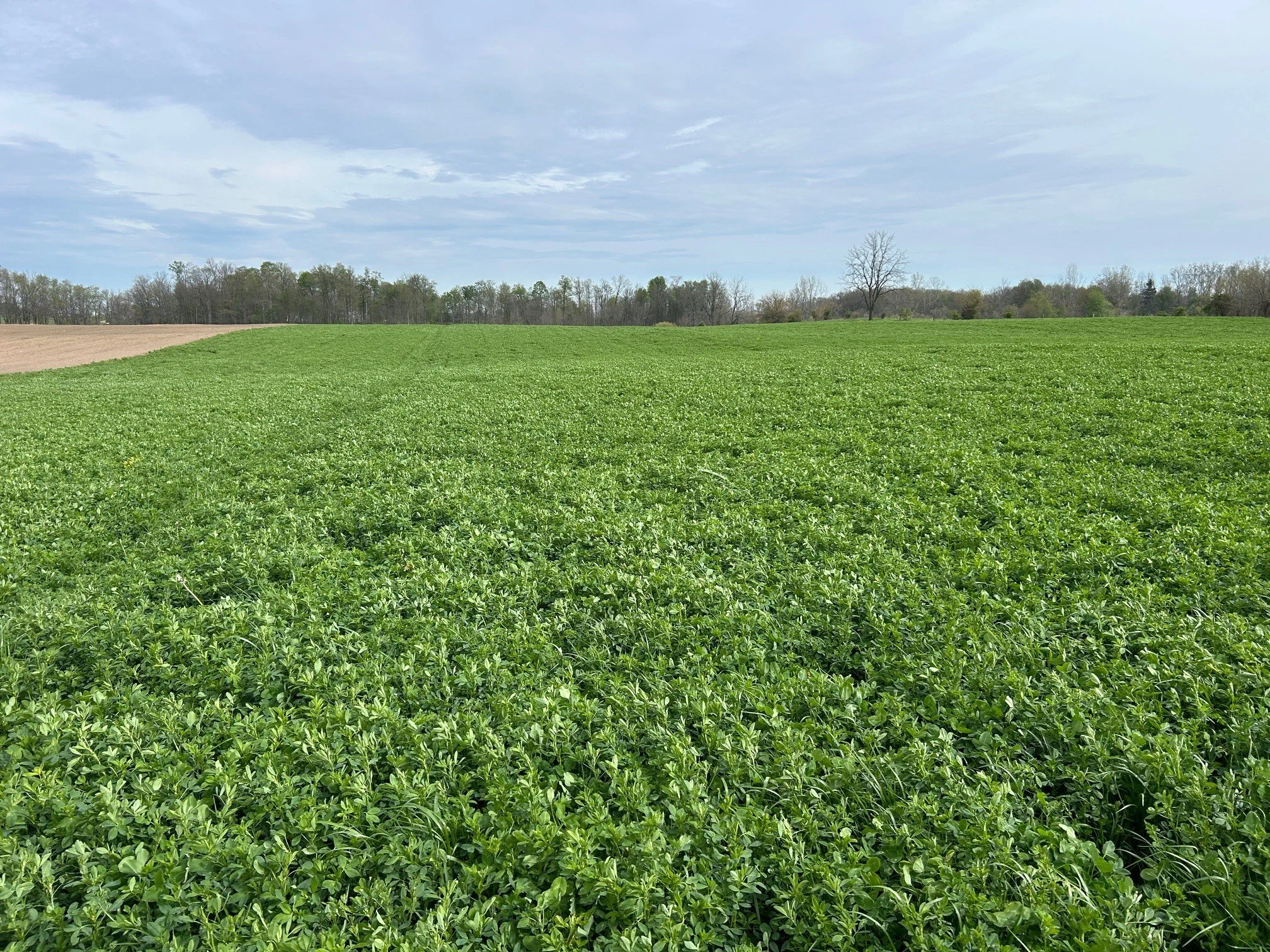 Harley Miller Field 2026 - Custom Alfalfa Grass Clover Mix planted with Milkmaker Nurse Crop 2.jpg
