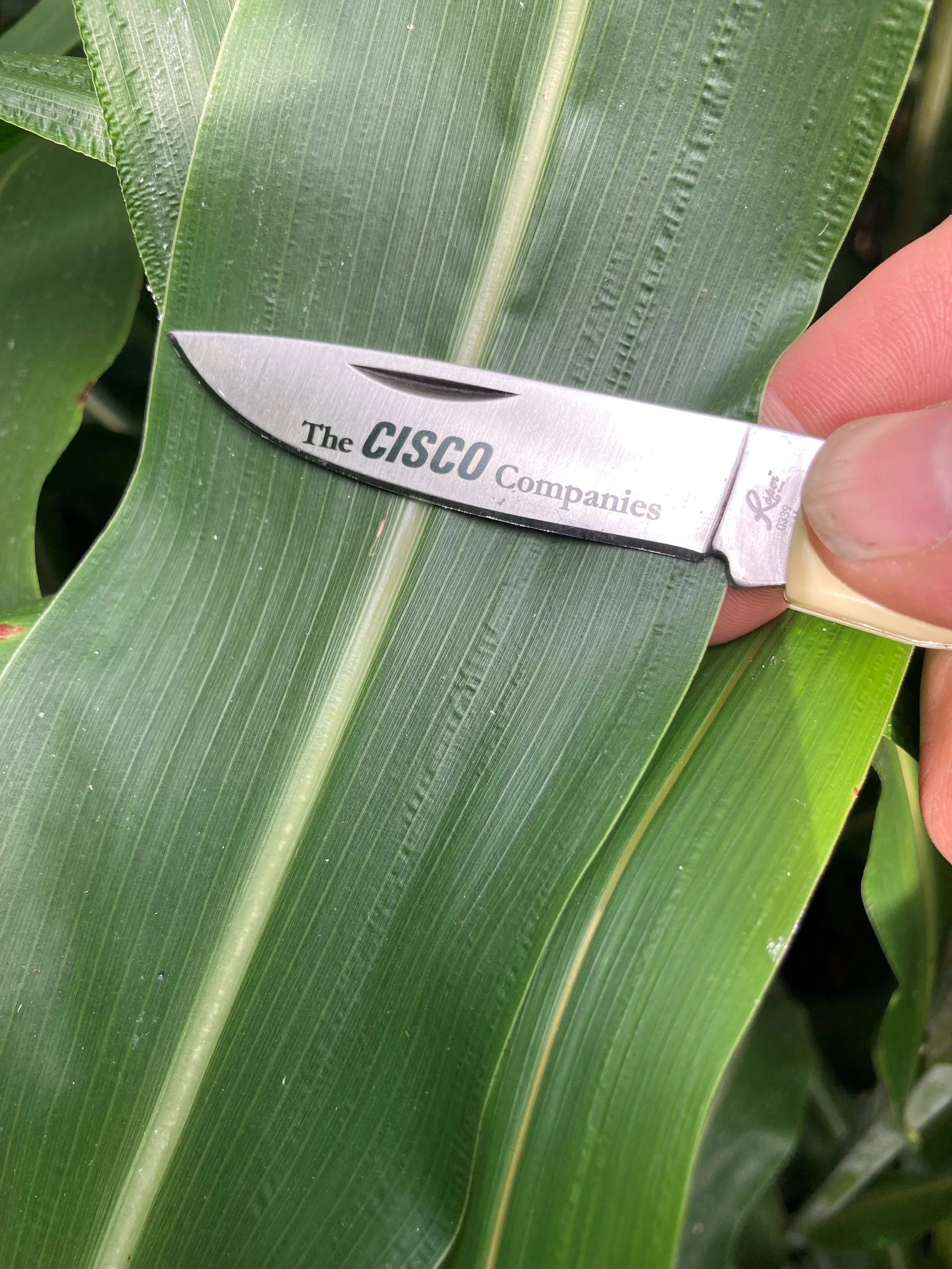 Staiger SS 711 with the CISCO Seeds knife - great intro slide for summer annual presentation.jpg