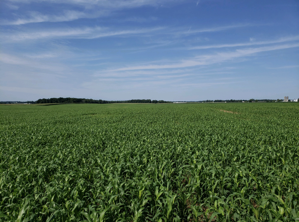 Stephen Tillman 2019 - Sweet Six planted July 27, pic taken August 22 5.png