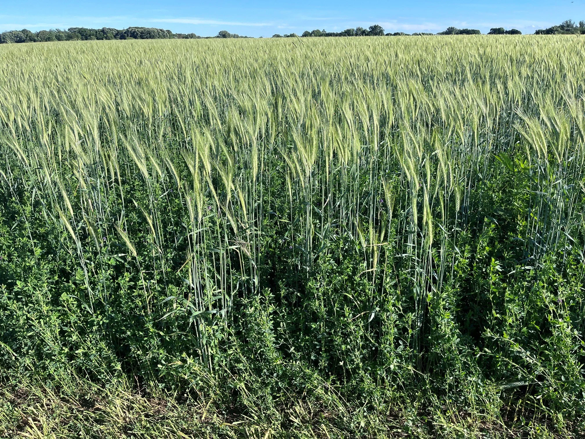 Alfalfa / Grass Mix planted with a triticale nurse crop.