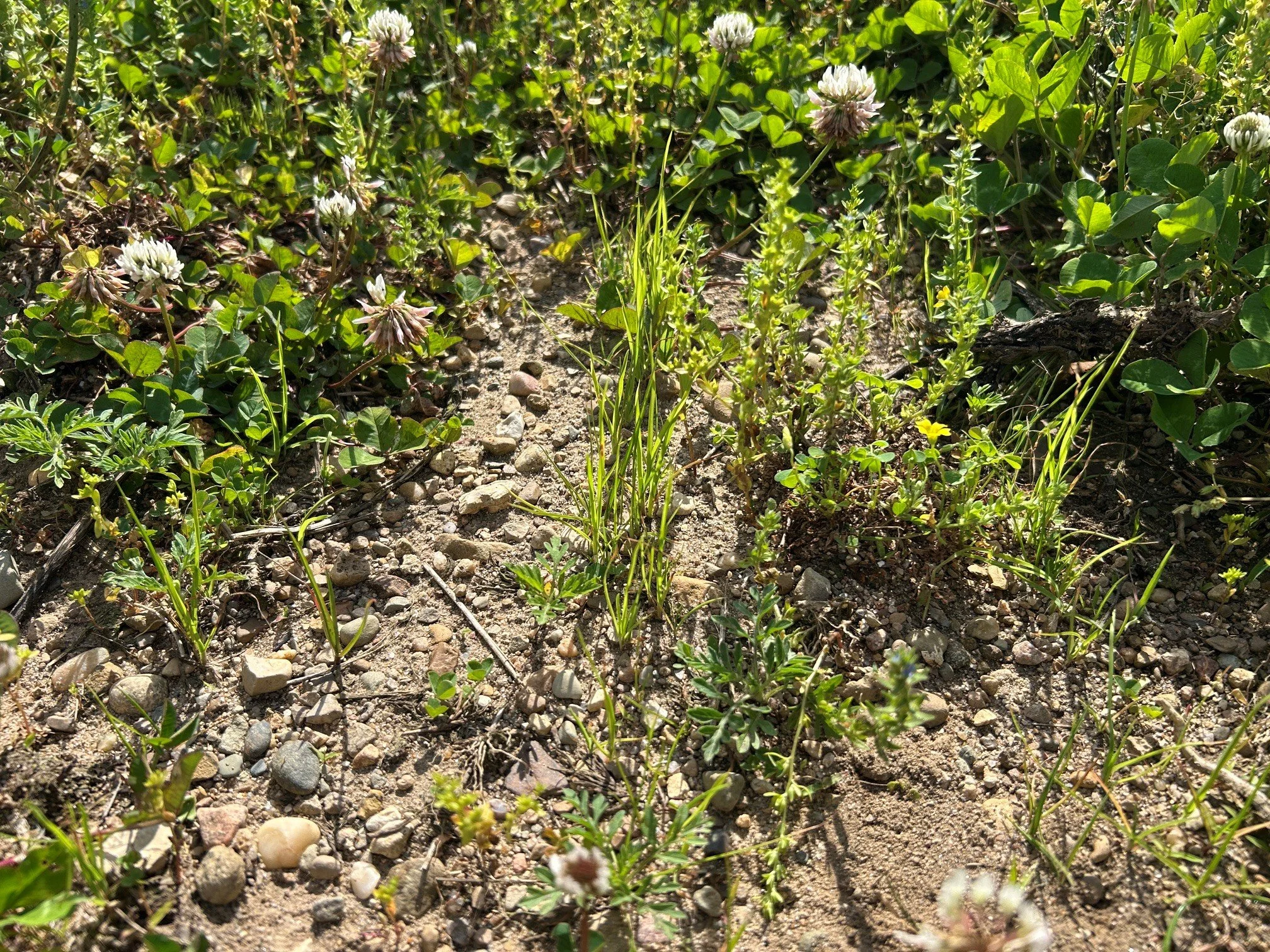 Dry Hay Grass MIx interseeded into perennial pasture.jpg