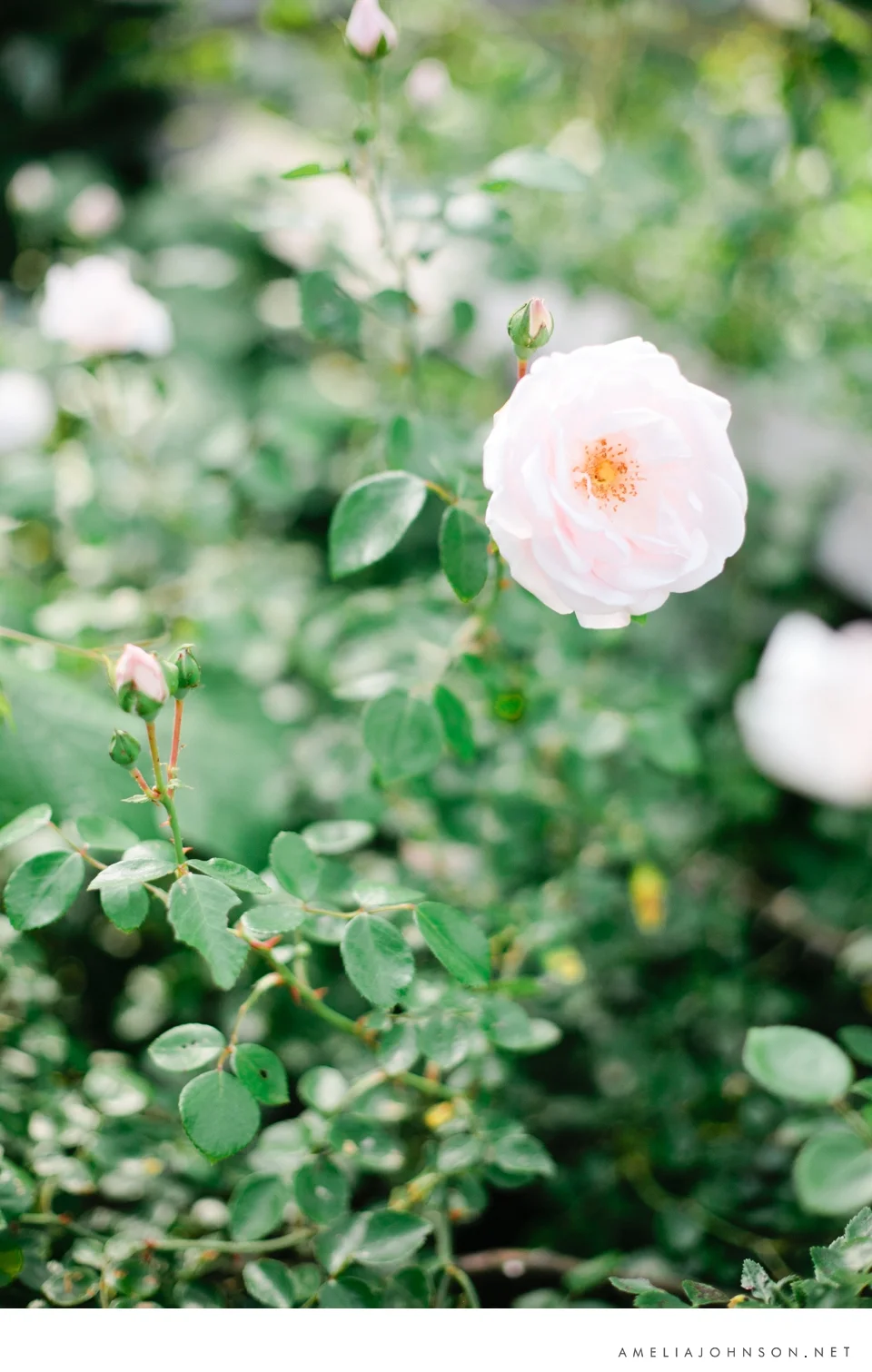 amelia_johnson_photography_short+maslar225.jpg