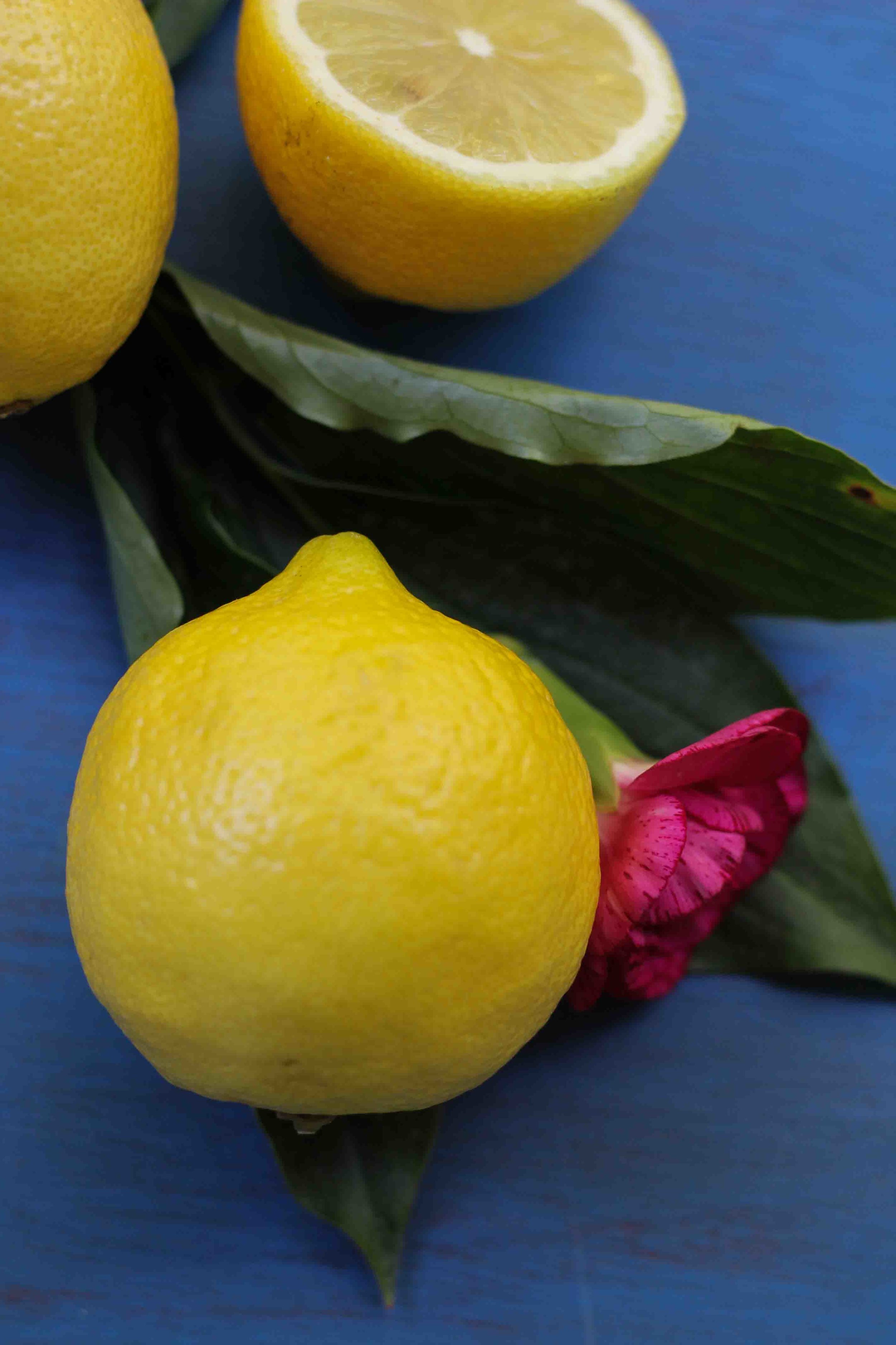 Basil Lemonade {Pedantic Foodie}
