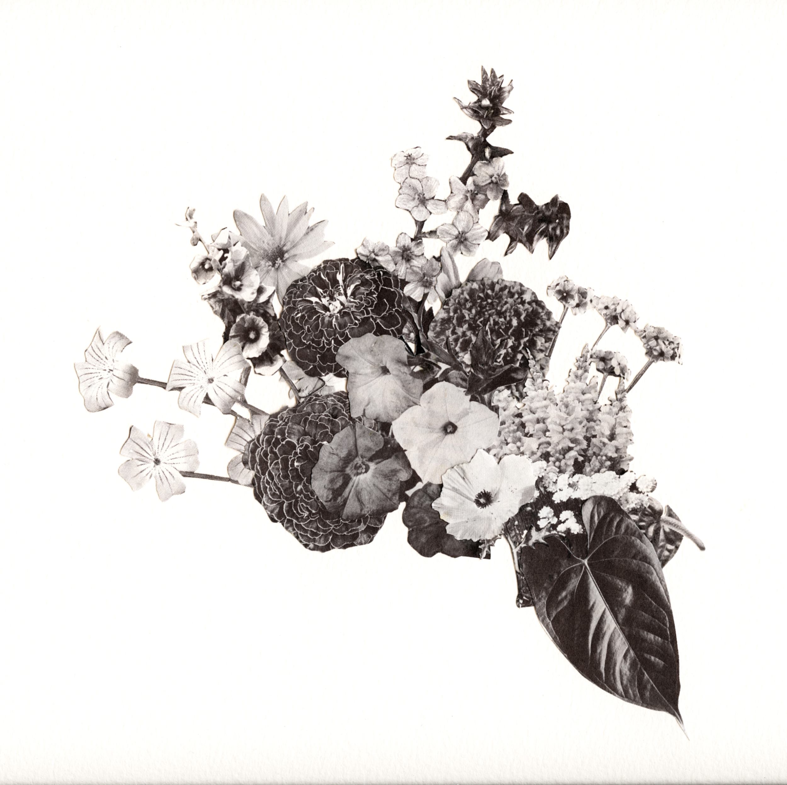 Flora II