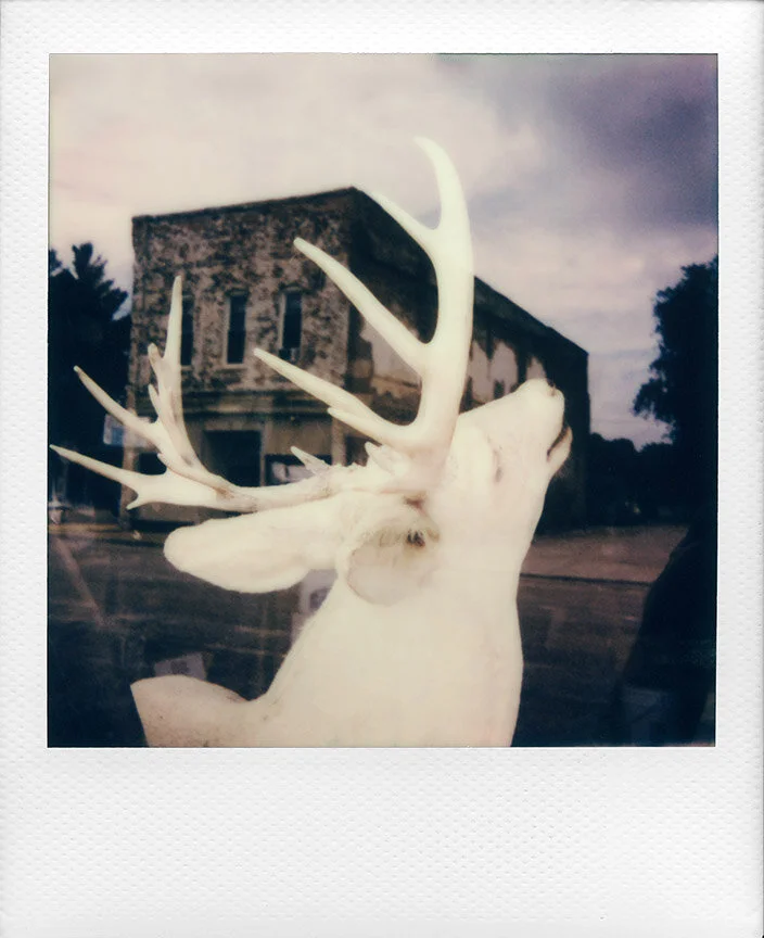 Polaroid9AlbinoDeerColor.jpg