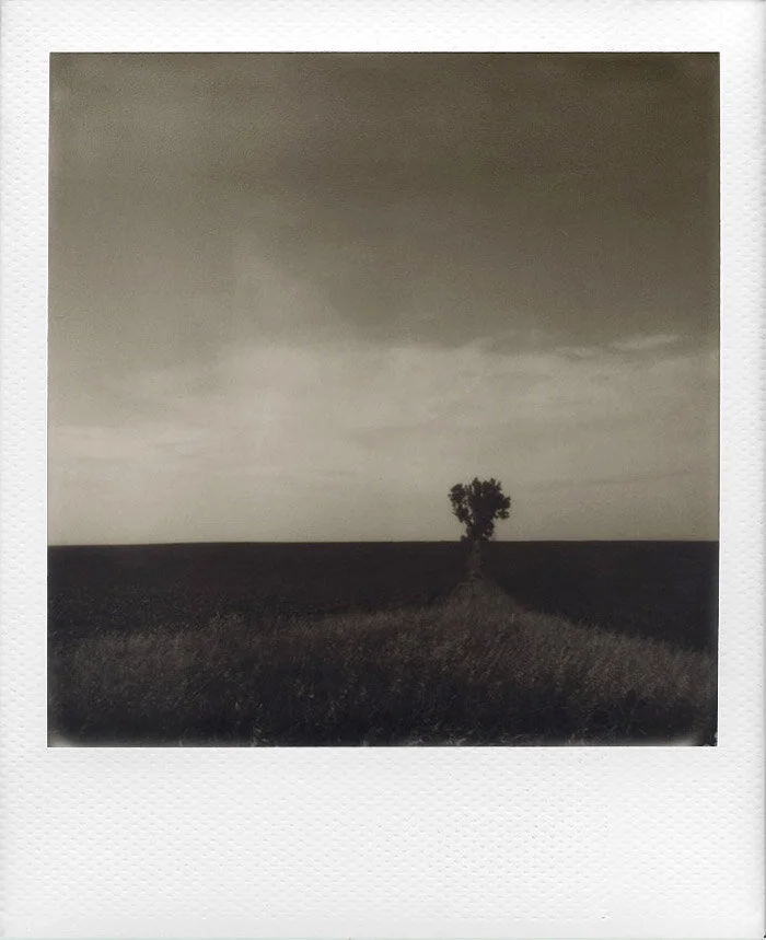 PolaroidLoneTree.jpg