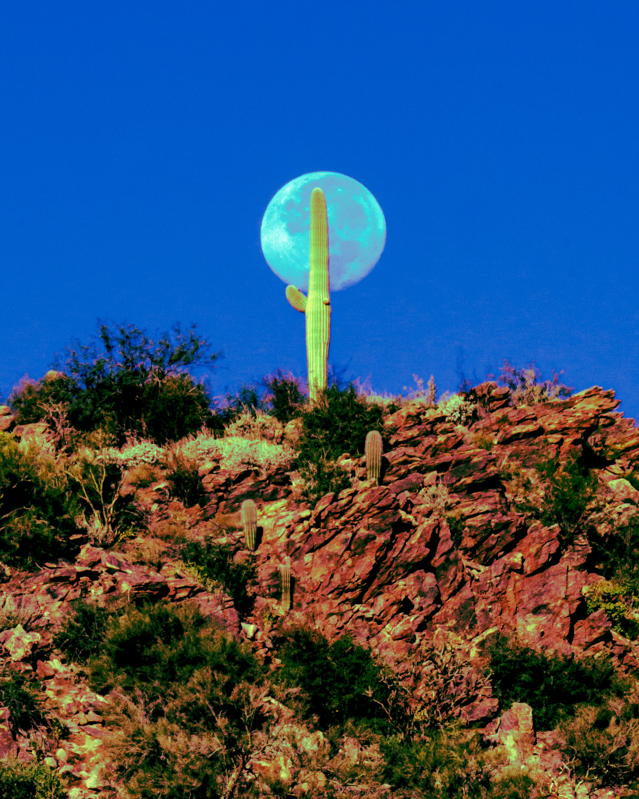 Saguaro Moon Portrait-2.jpg