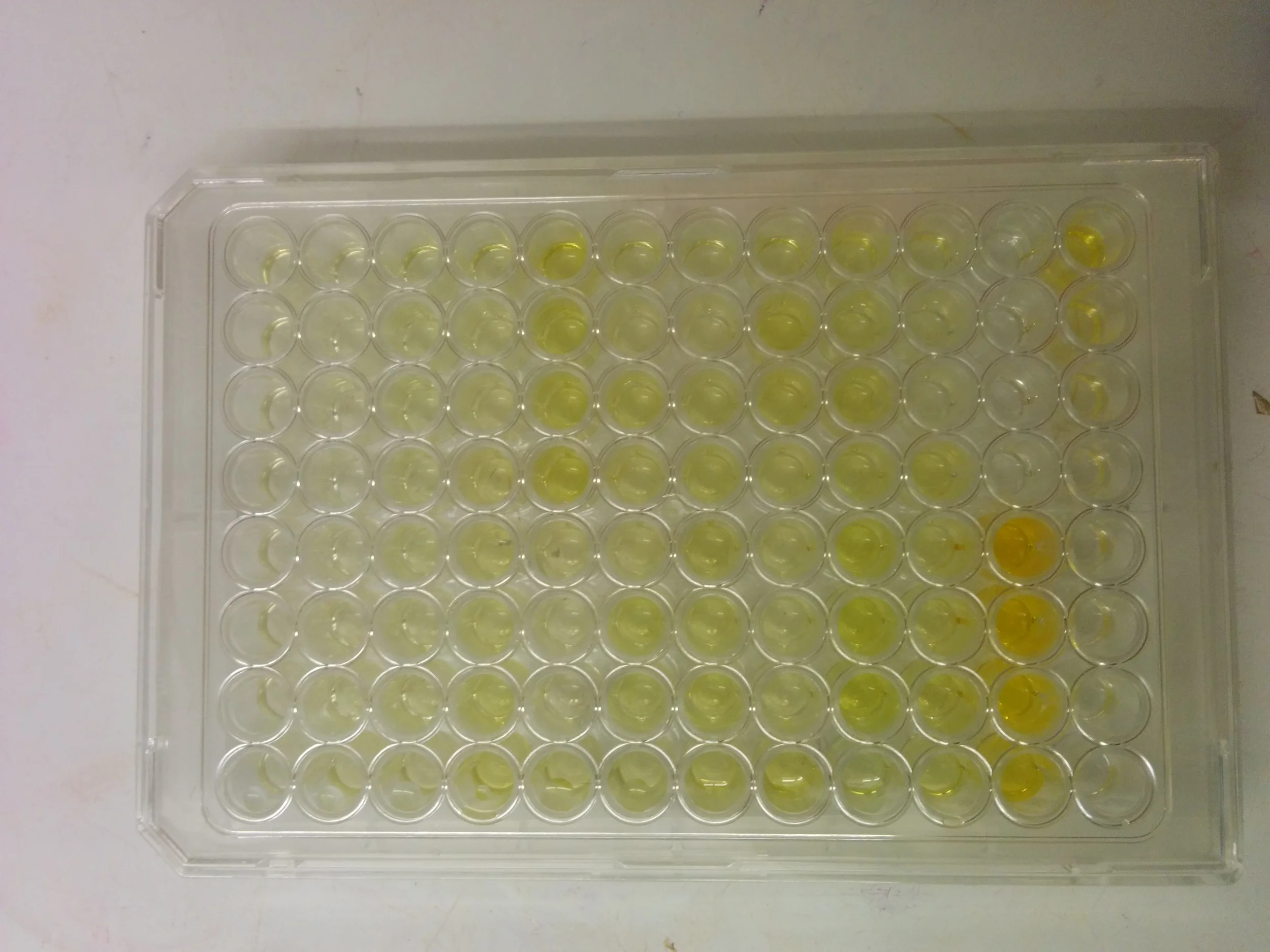 Bulk carotenoids loaded into 96 well plate