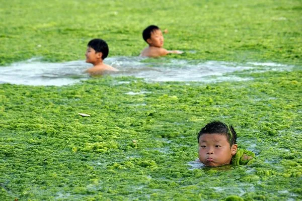 Here is an algal bloom in China. These non-toxic algae are still alive and growing, but when they begin to rot, the swimming hole will lose its appeal. 