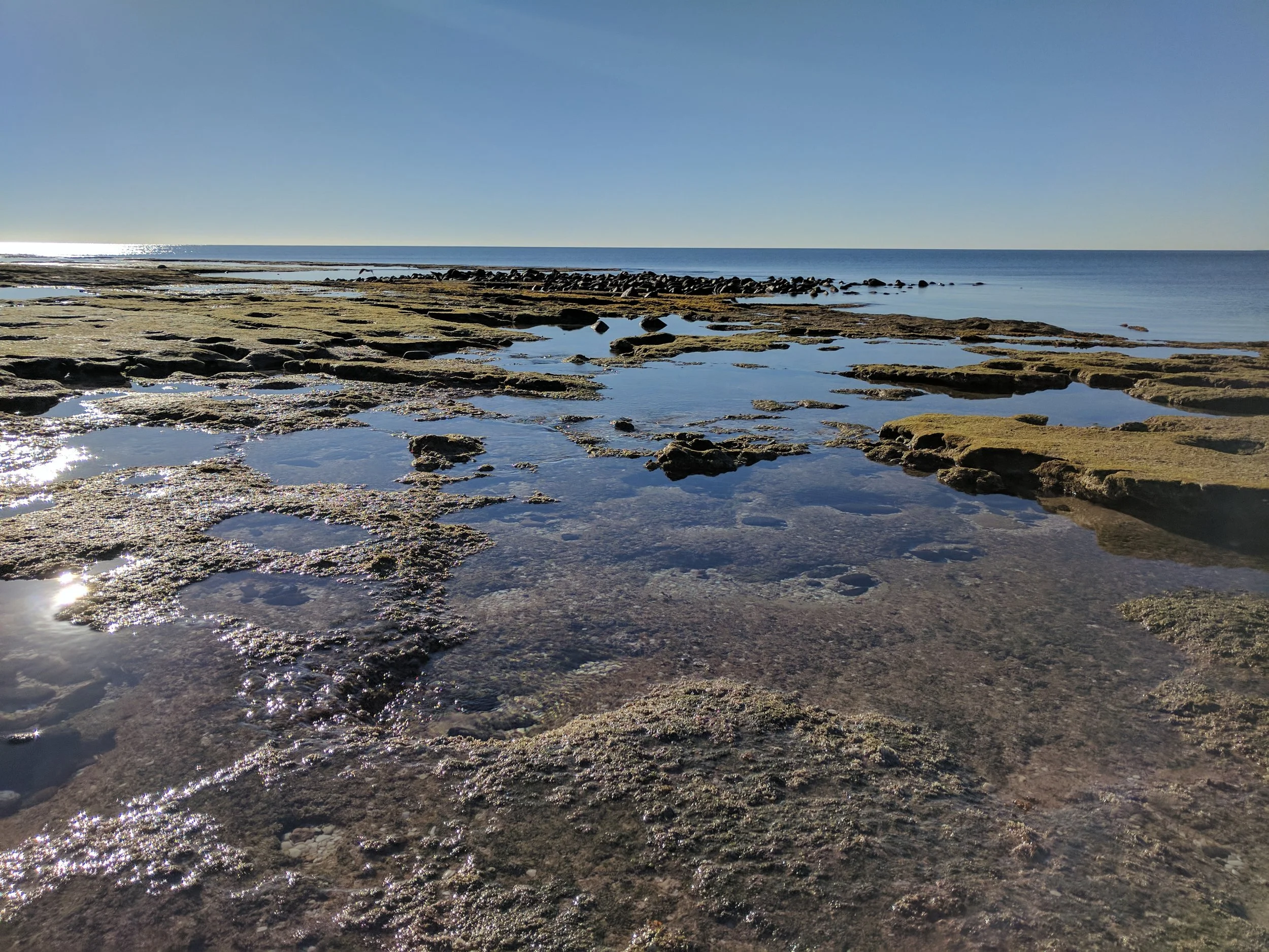 Tidal pools along the Sea of Cortez provide a home to a diversity of both micro and macro algae species. 