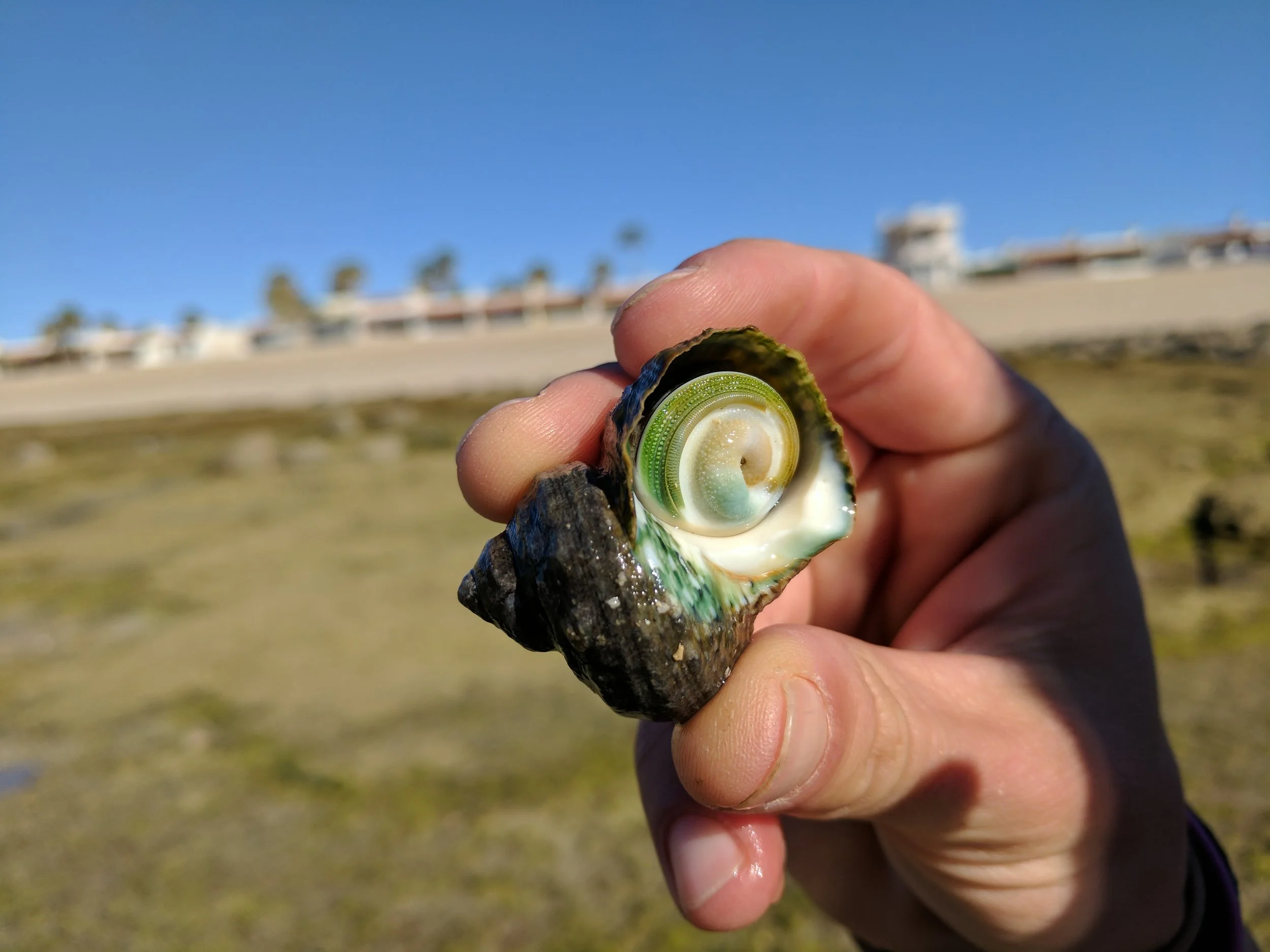 This marine snail has been feeding on benthic algae. The snail will likely become a food source for a larger fish. 