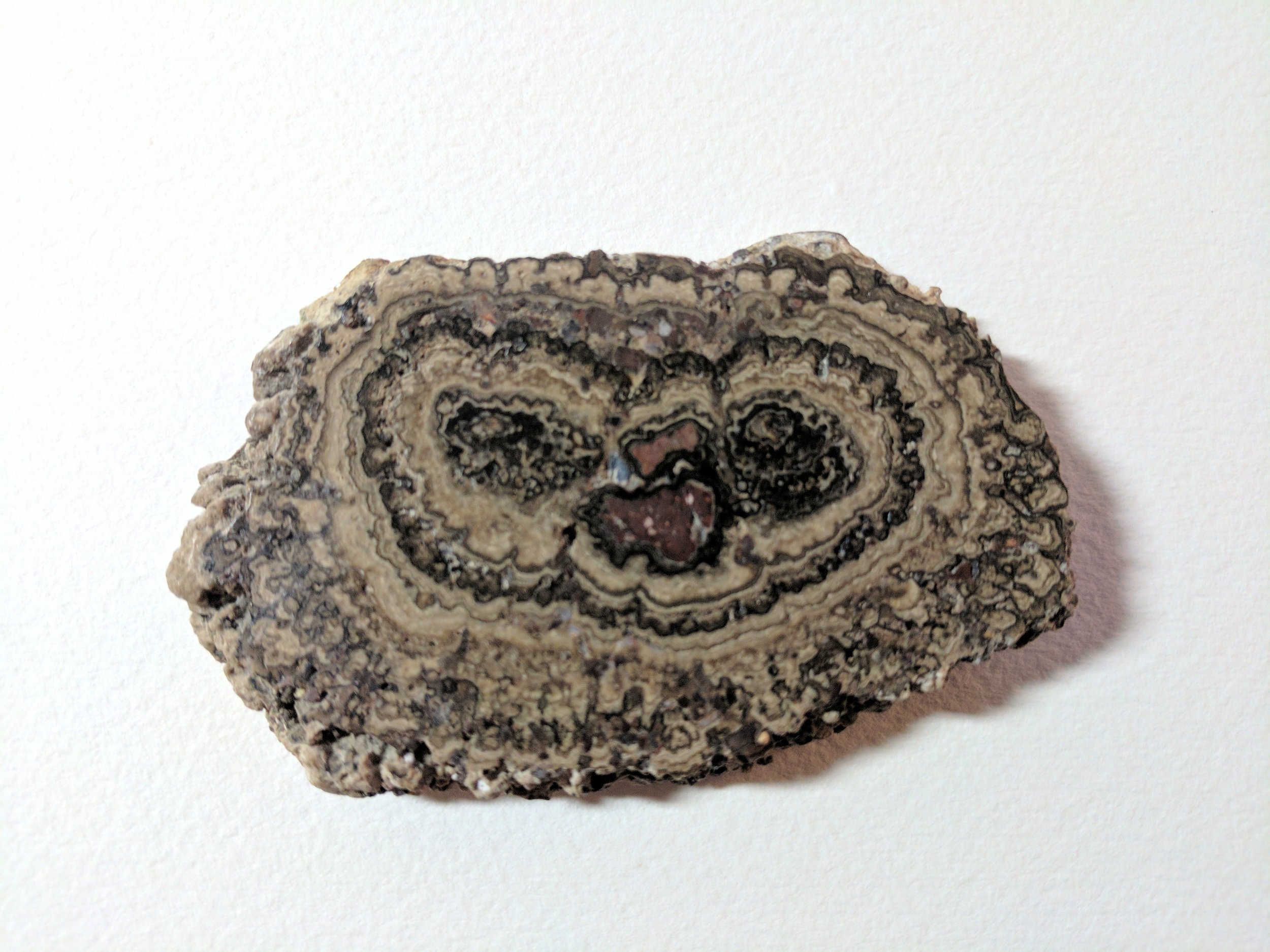 A fossilized stromatolite from Mexico. Stromatolites are ancient algae that have been mineralized.&nbsp;