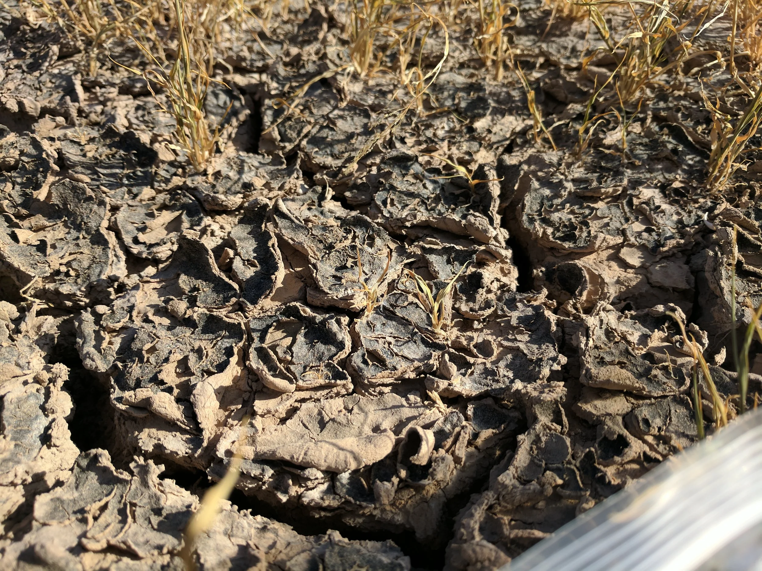 algae soil crust