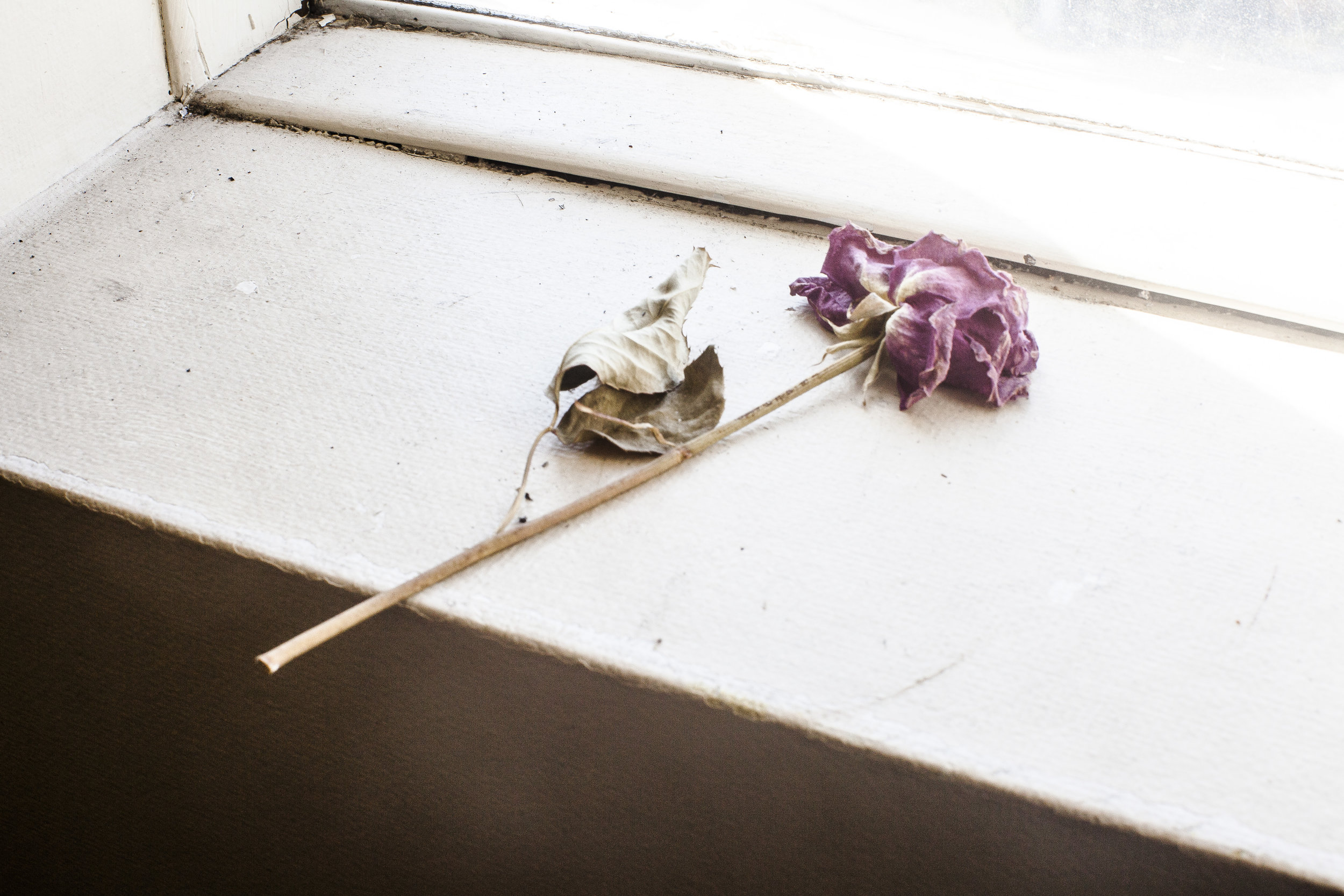  A rose on the second floor of The Avalance Hotel, Courtenay, BC (where Mirek lives) 