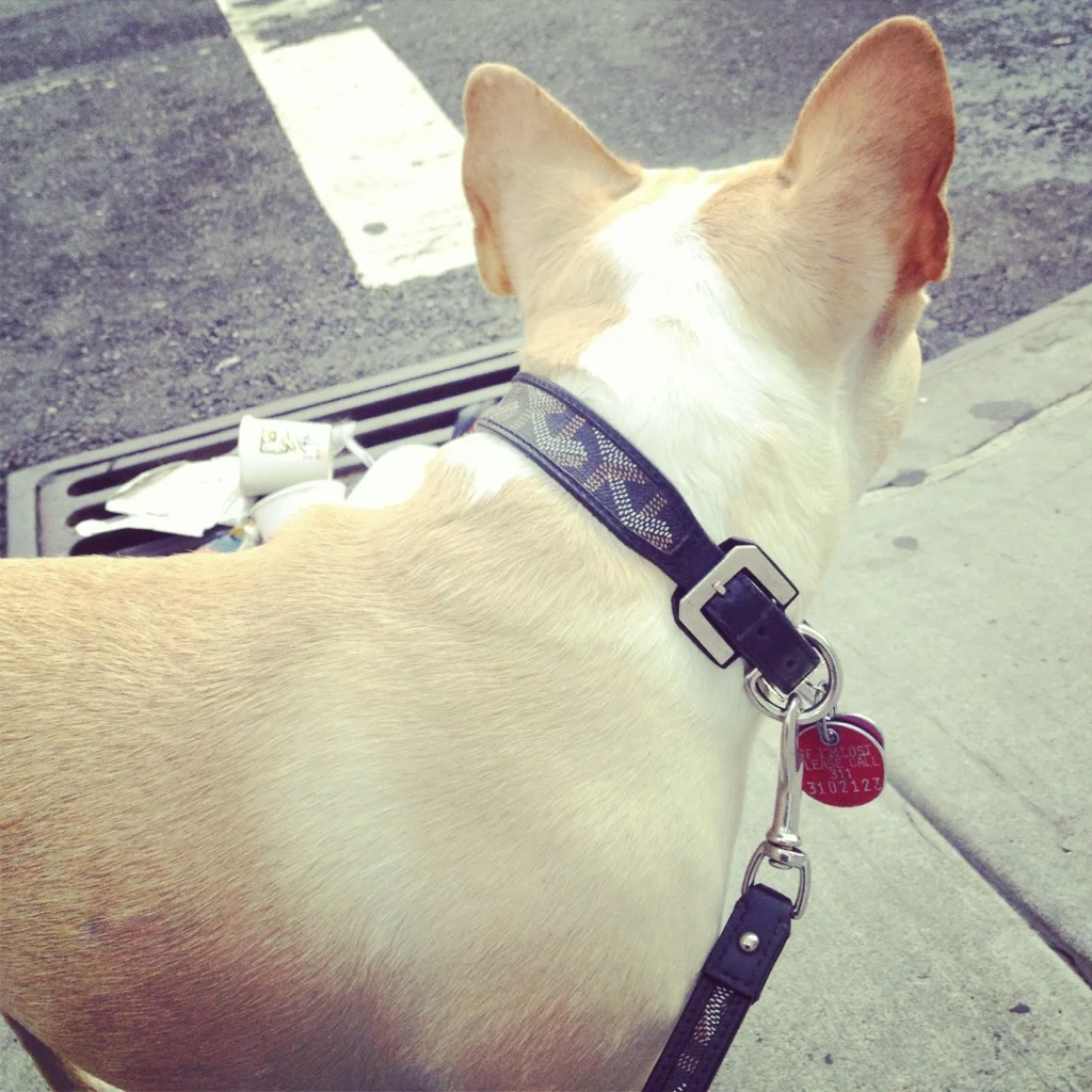Lou Looking Away