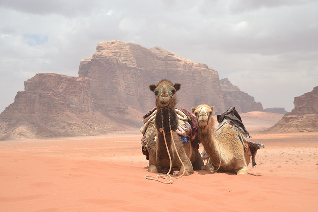 camel tours wadi rum