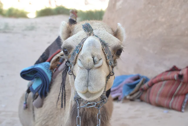CamelBlueBag.jpg