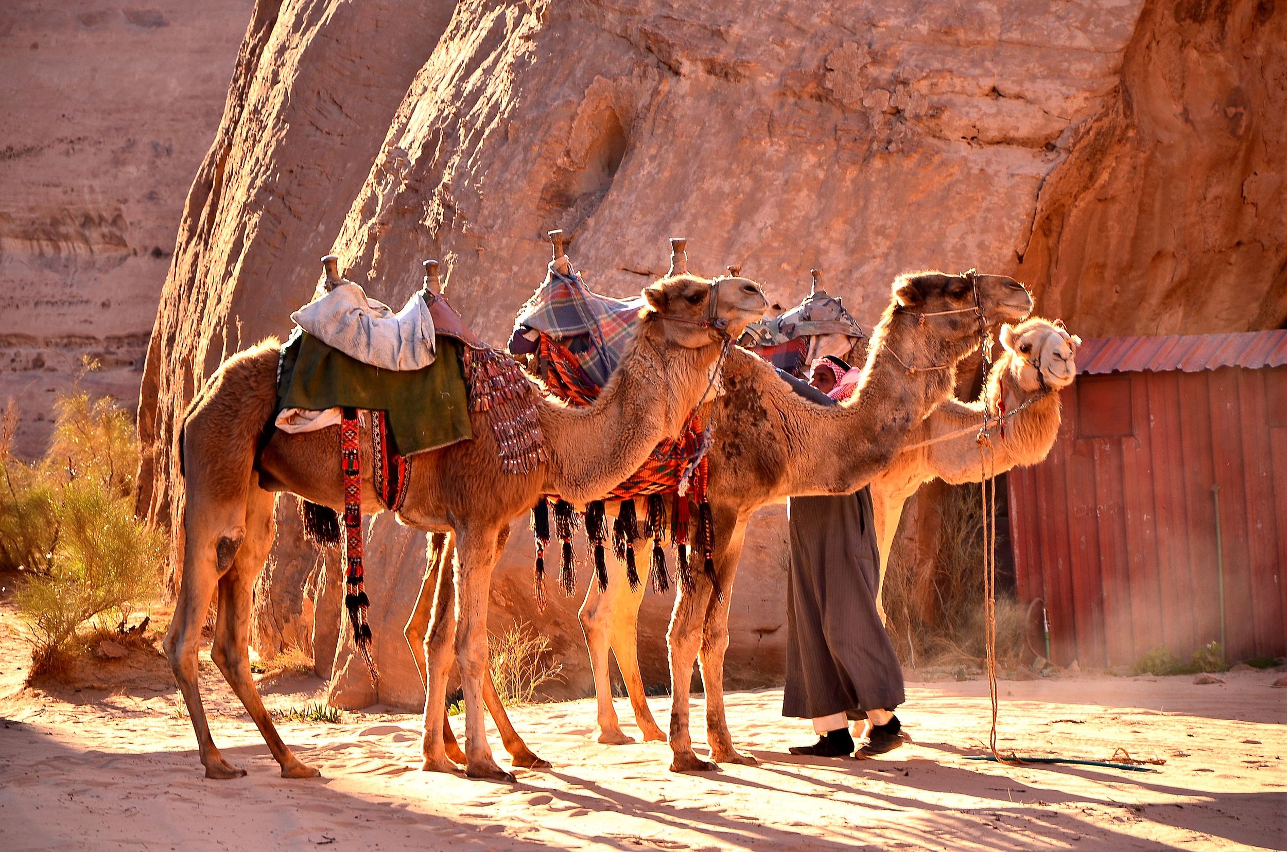 Camel trek in Wadi Rum