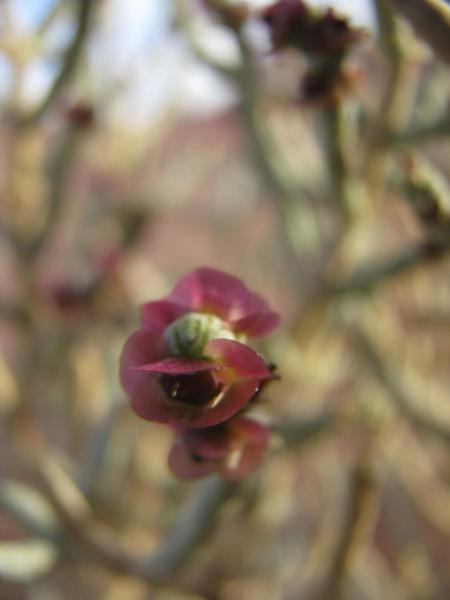 Desert Asparagus, flowering.JPG