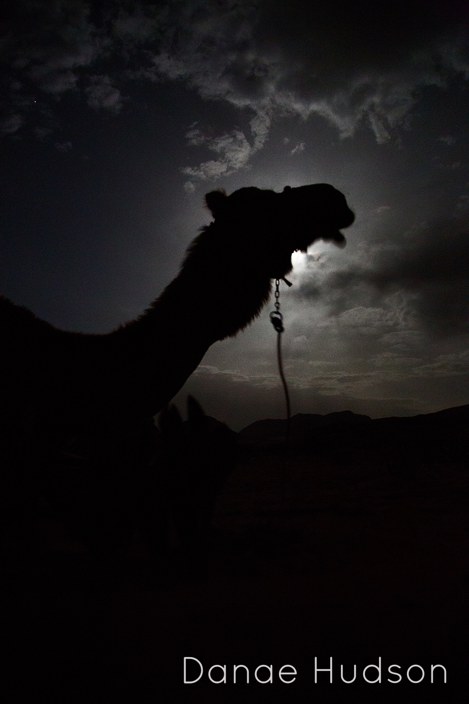 night-camel.jpg