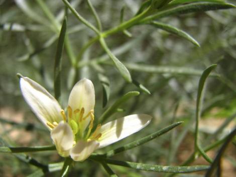 Wadi Rum - Spring flower