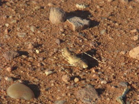 Wadi Rum - Insect