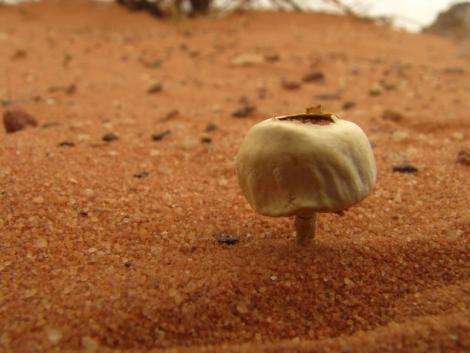Wadi Rum - a mushroom