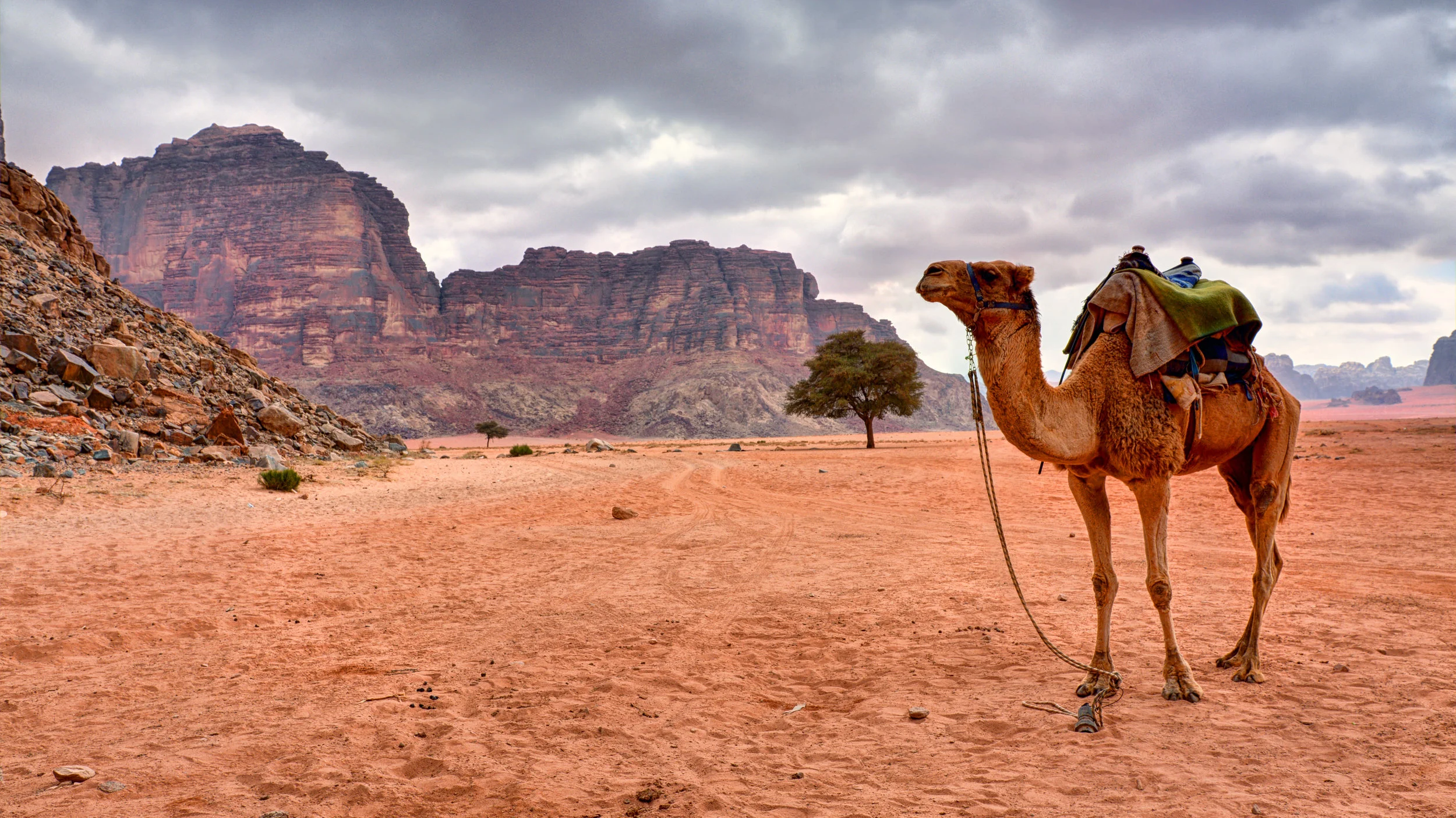 Camel at Lawrence Spring