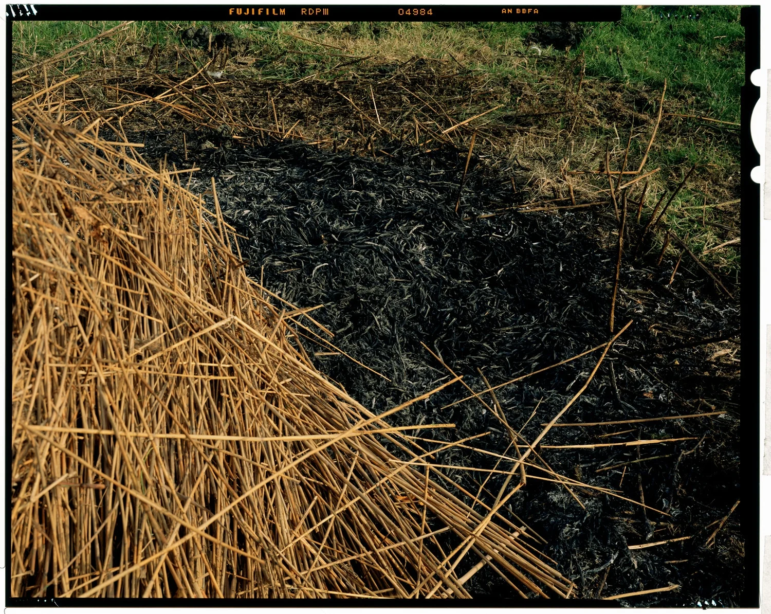 I.A.H.No.4-Reed&Ashes.jpg