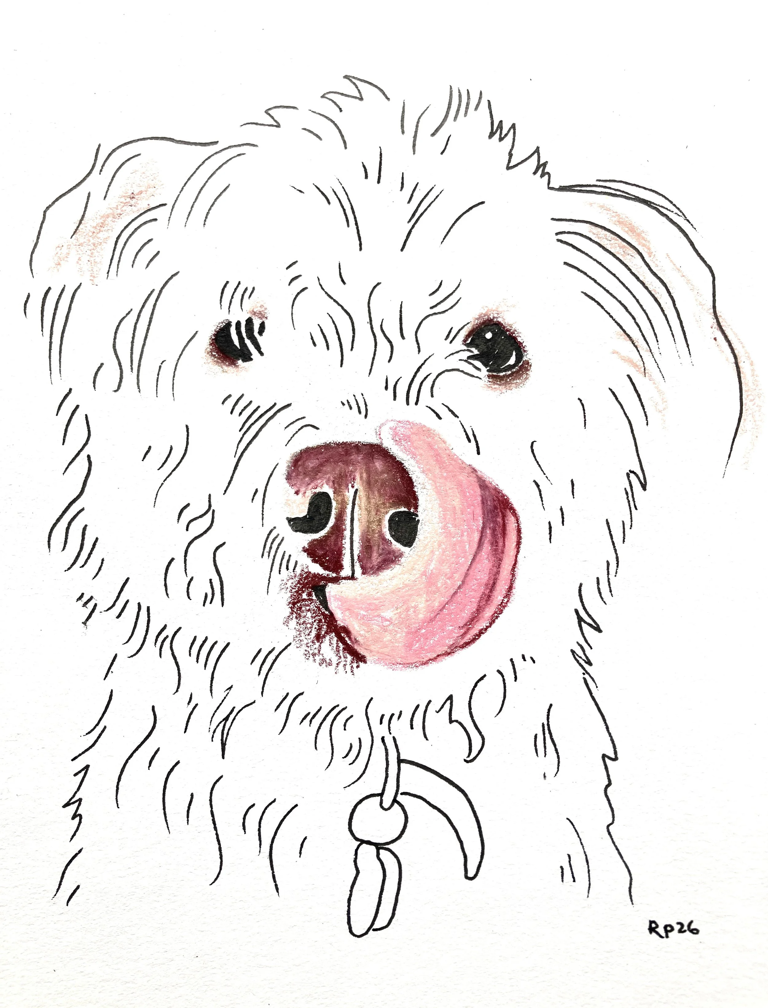 Hand drawn pen and ink pet portrait illustration commission of a dog