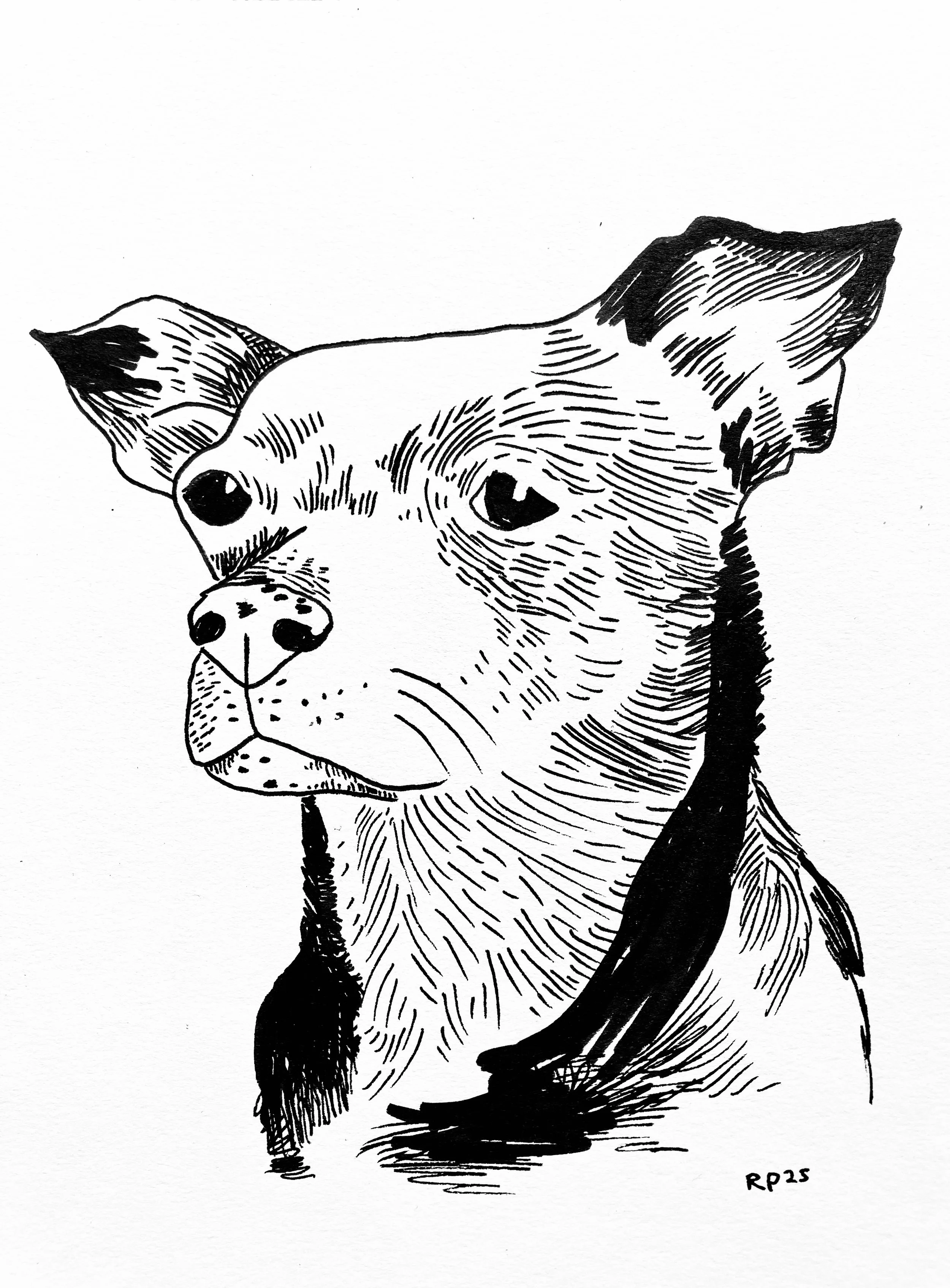 Hand drawn pen and ink pet portrait illustration commission of a dog