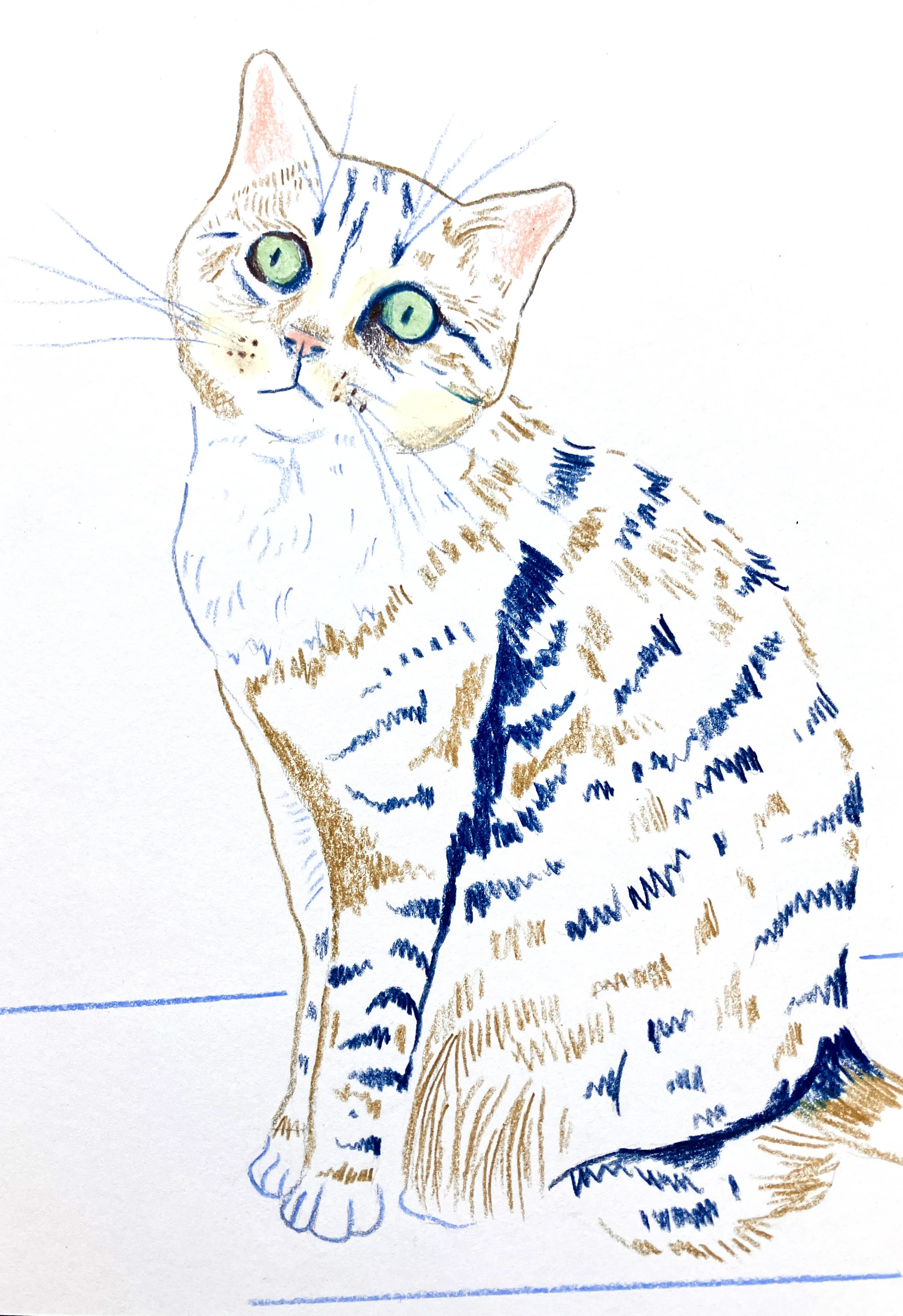 Hand drawn colored pencil pet portrait illustration commission of a cat