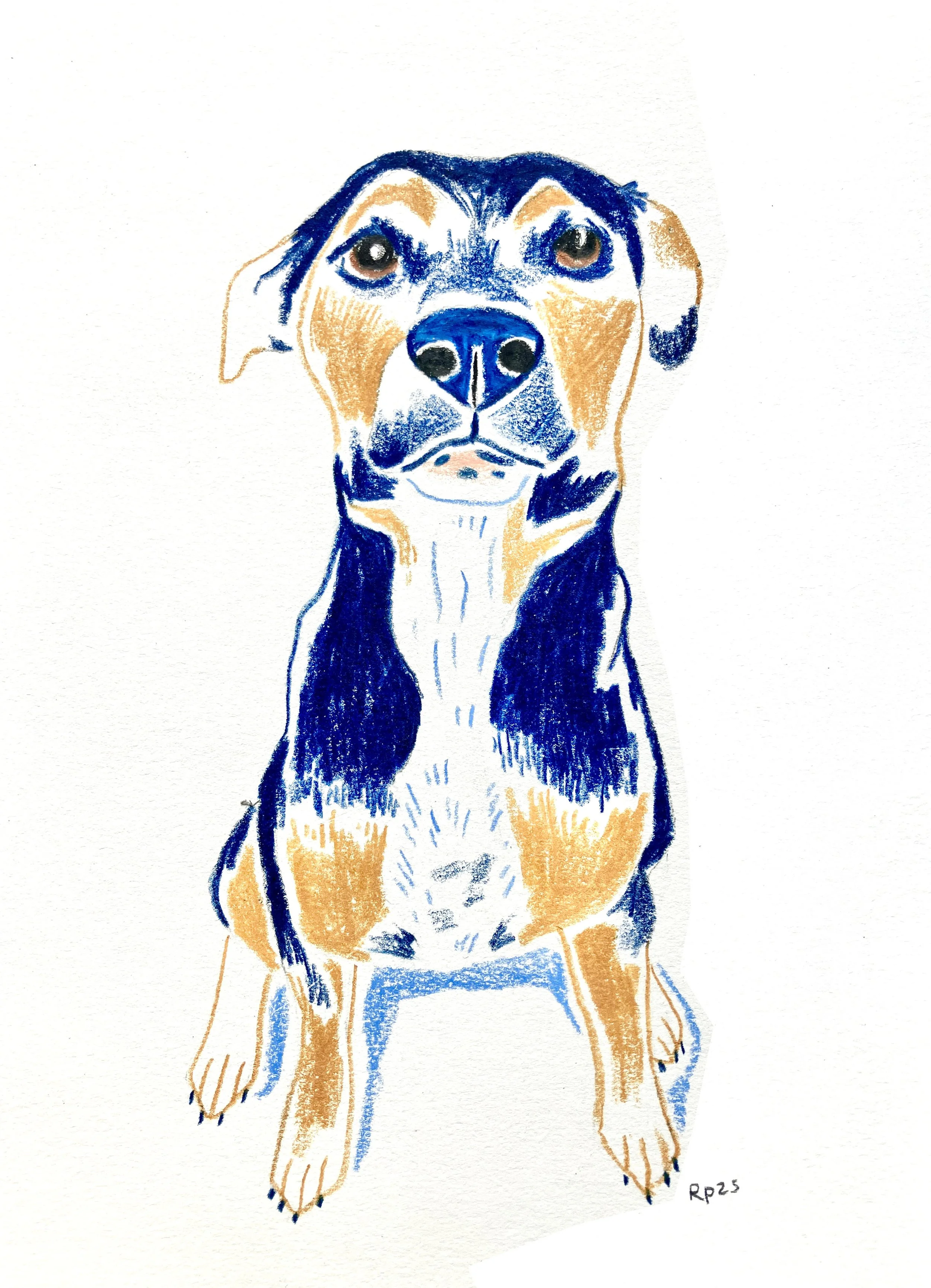 Hand drawn colored pencil pet portrait illustration commission of a dog