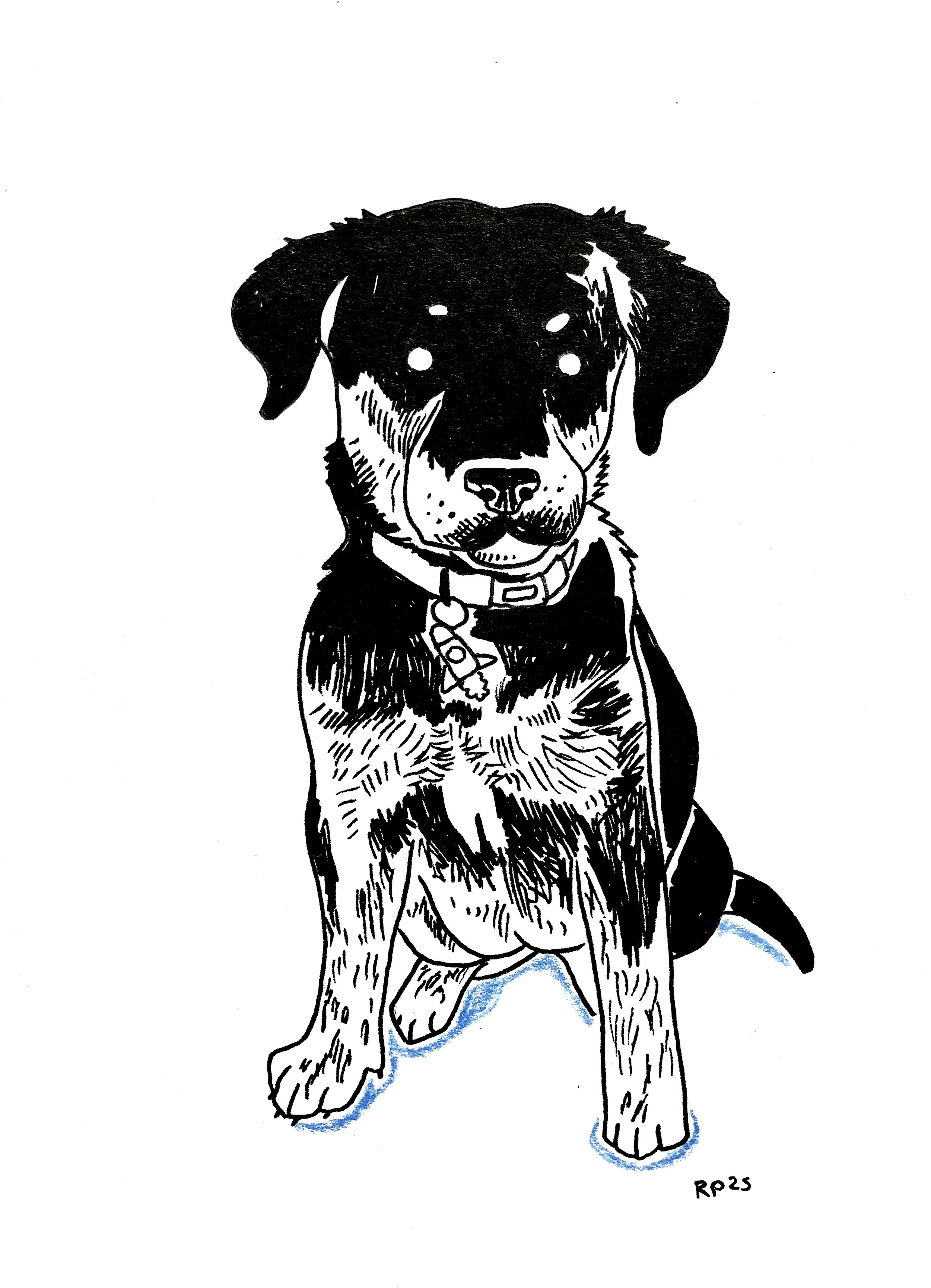 Hand drawn pen and ink pet portrait illustration commission of a dog