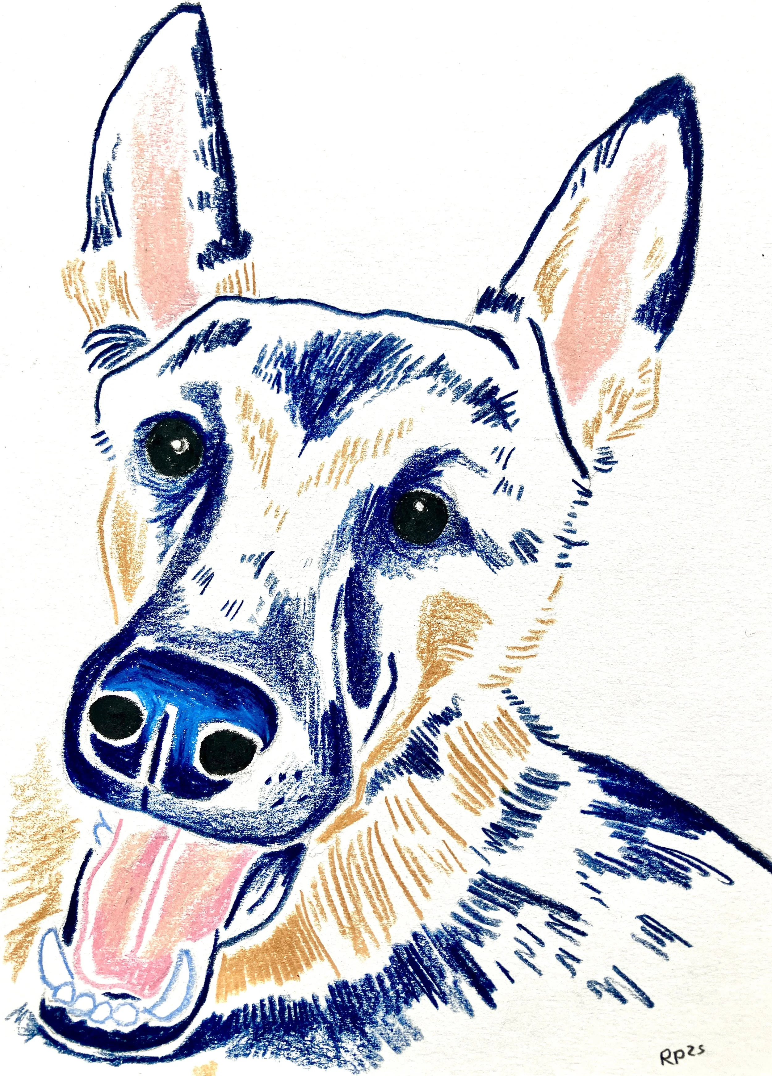 Hand drawn colored pencil pet portrait illustrated commission of a dog