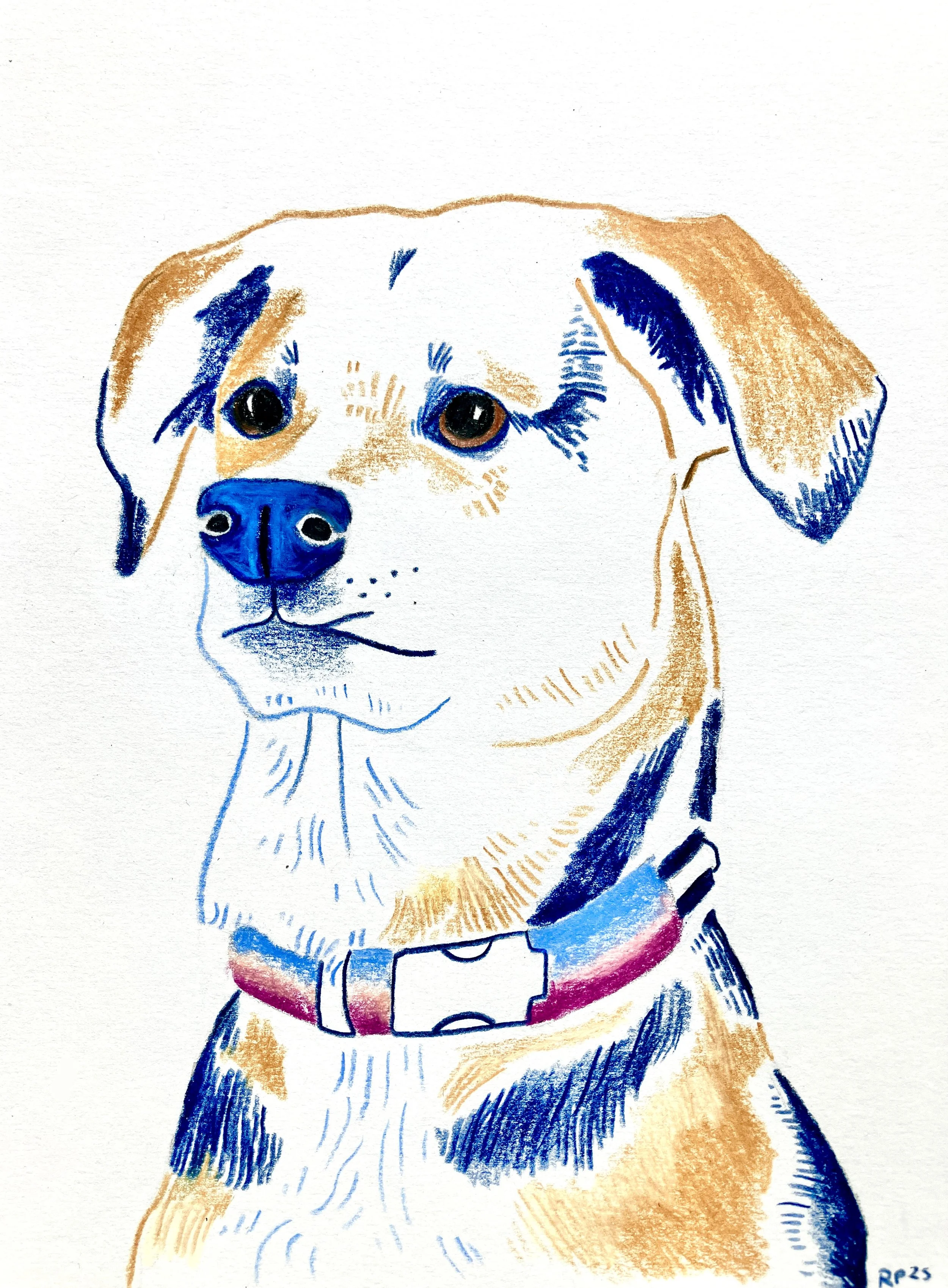 Pet Portraits