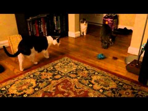 Hex Bug & Cats (Copy)