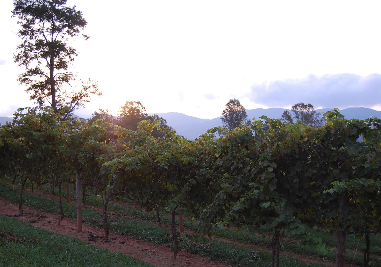 sunset across cabernet.jpg