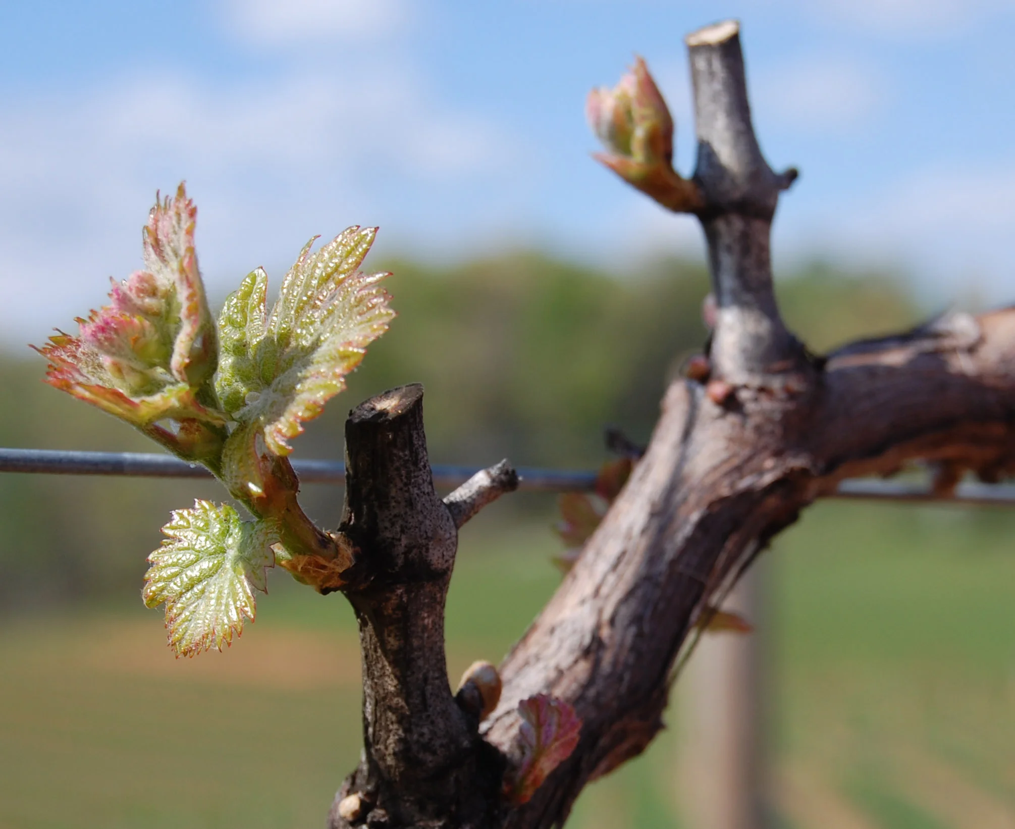 Bud break in the Cabernet Sauvignon, 2012
