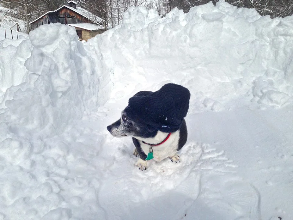 Enzo in the snow... with my hat.