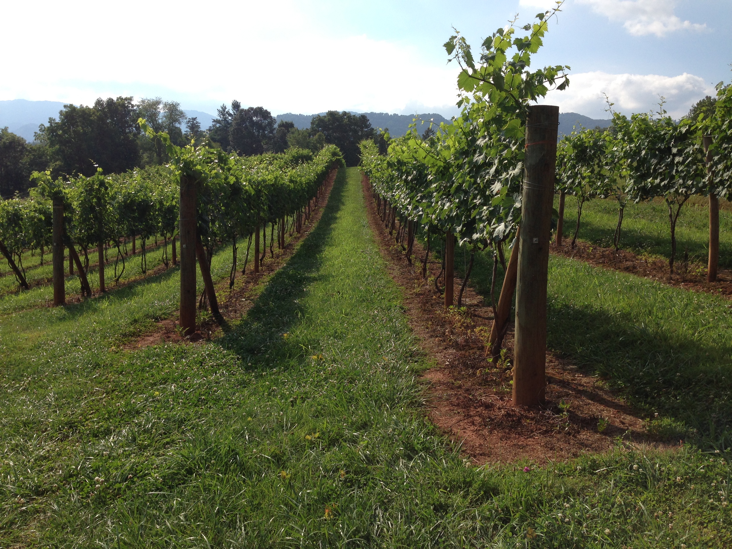 Sangiovese, 3 July 2014