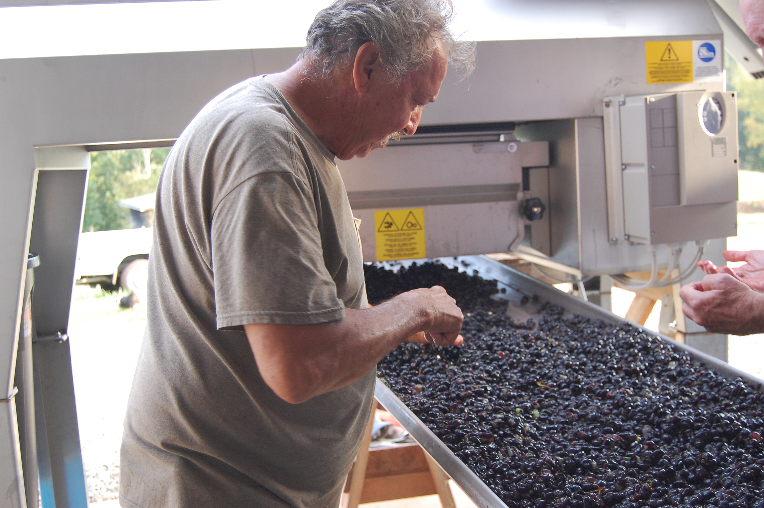 Tony, sorting crushed fruit