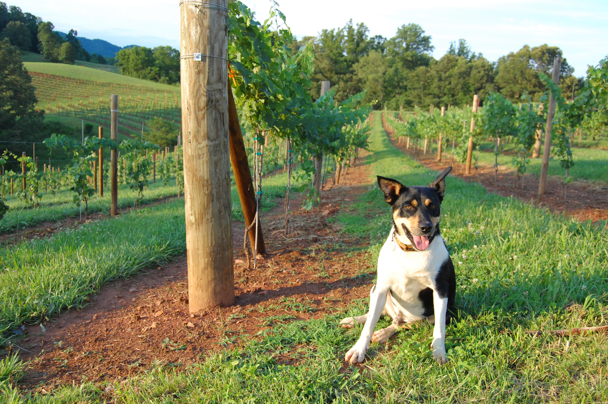 Sam Vineyard Dog copy.jpg